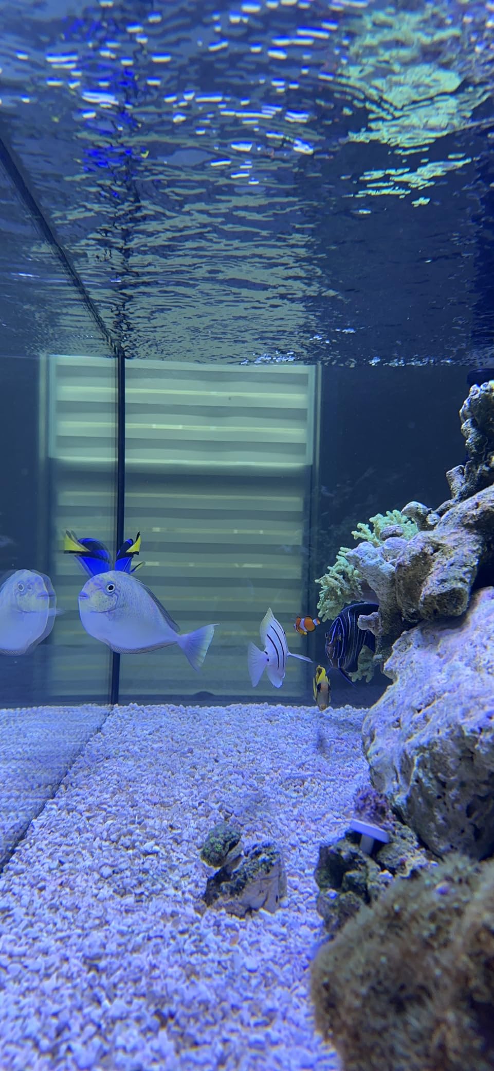 SC Aquariums 150 Gallon Starfire Glass Aquarium 60x24x24 12mm Eurobraced with Built-in Overflow Box customer photo 2