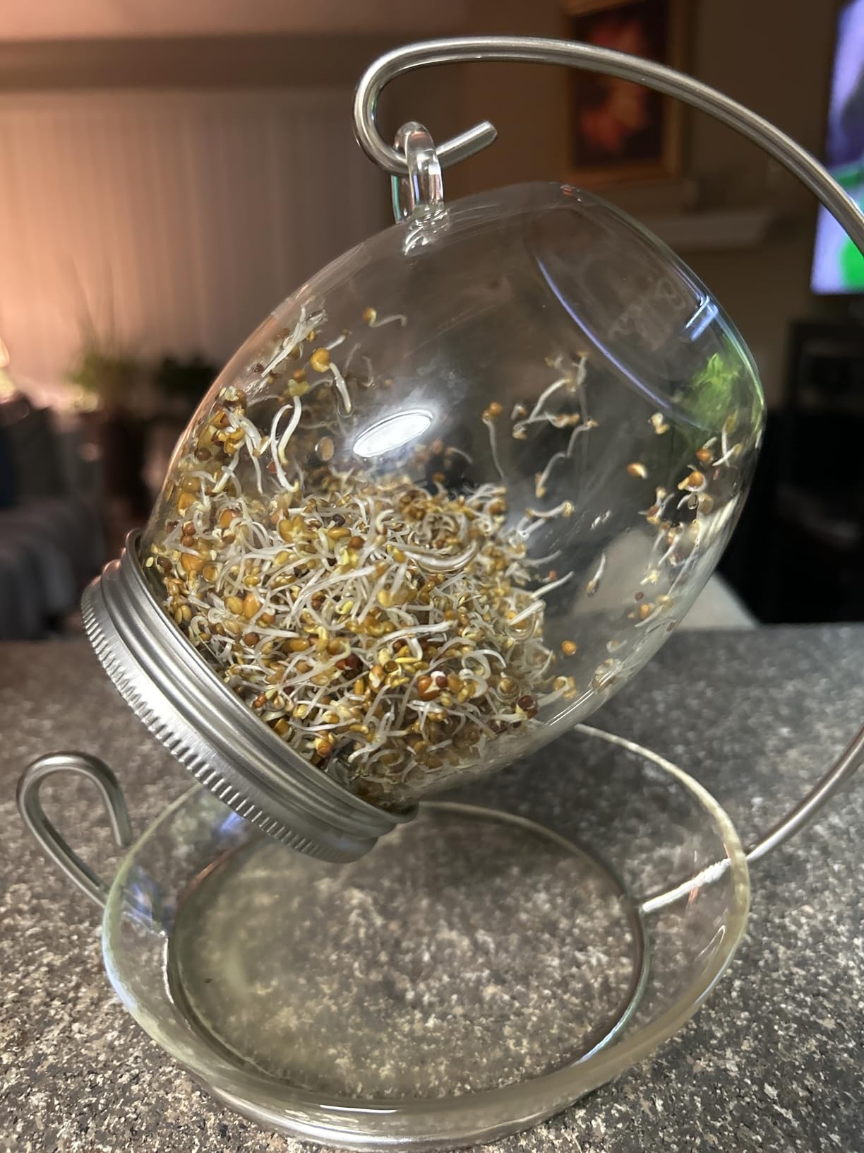 Premium Sprouting Jar Kit - Unique 30 oz Wide Mouth Sprouting Jar, Stand, Tray and 316 Stainless Screen Lid | Decorative Indoor Seed Sprouter and Germinator (1 Kit) customer photo 1