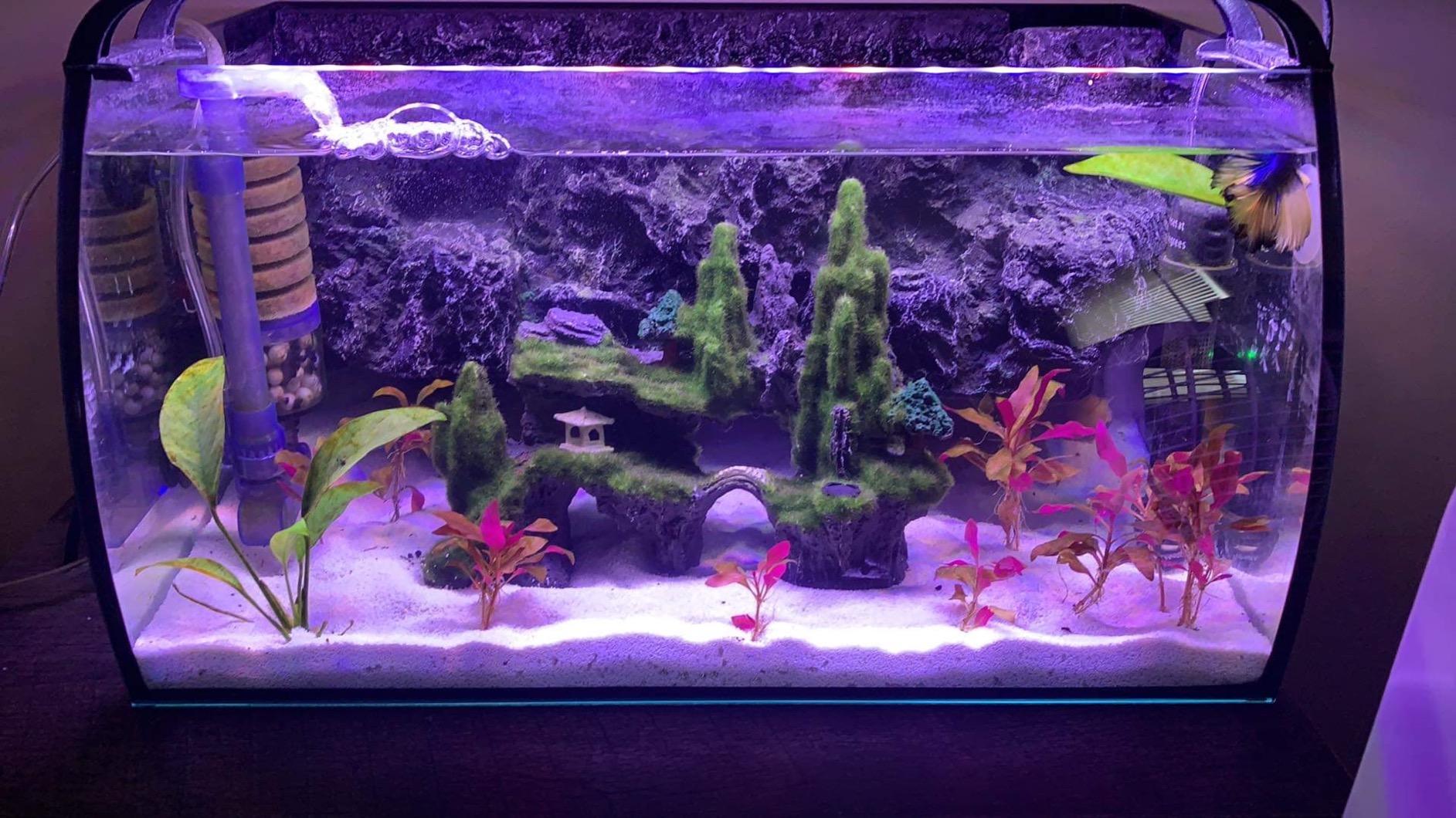 hygger Horizon 8 Gallon LED Glass Aquarium Kit for Starters with 7W Power Filter Pump, 18W Colored LED Light customer photo 1