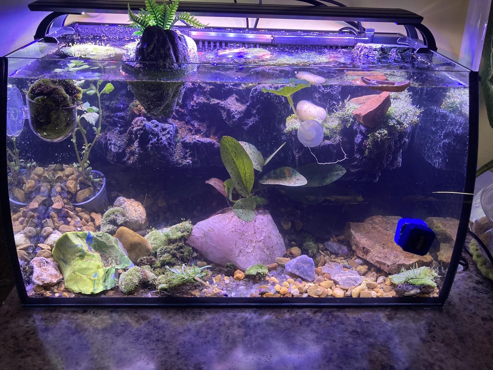 hygger Horizon 8 Gallon LED Glass Aquarium Kit for Starters with 7W Power Filter Pump, 18W Colored LED Light customer photo 2