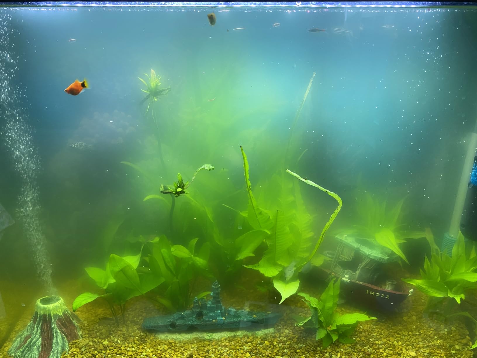hygger Aquarium Double Sponge Filter for Fresh Water and Salt-Water Fish Tank (M) customer photo 1