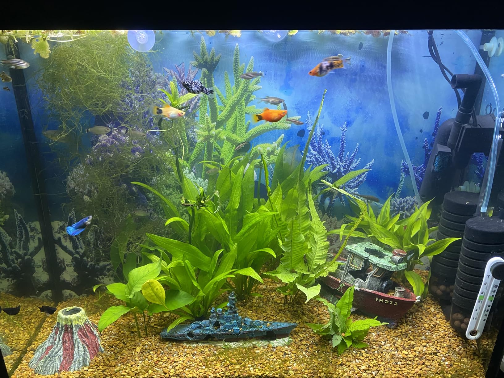 hygger Aquarium Double Sponge Filter for Fresh Water and Salt-Water Fish Tank (M) customer photo 2