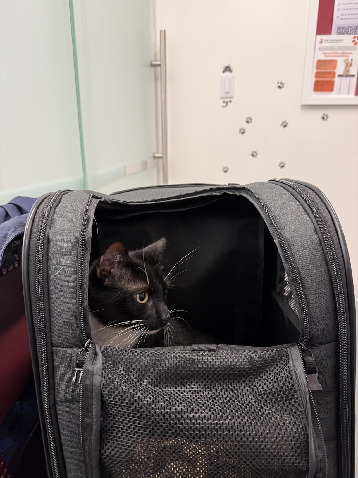 Apollo Walker Pet Carrier Backpack for 4-18lb Cats and Dogs, Puppies, Safety Features and Cushion Back Support | for Travel, Hiking, Outdoor Use (Gray) customer photo 2