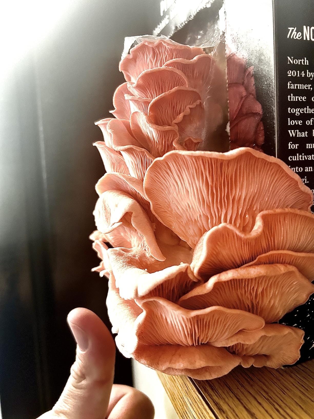 North Spore Organic Pink Oyster Mushroom Spray & Grow Kit (4 lbs) | USDA-Certified Organic, Non-GMO, Beginner-Friendly customer photo 1