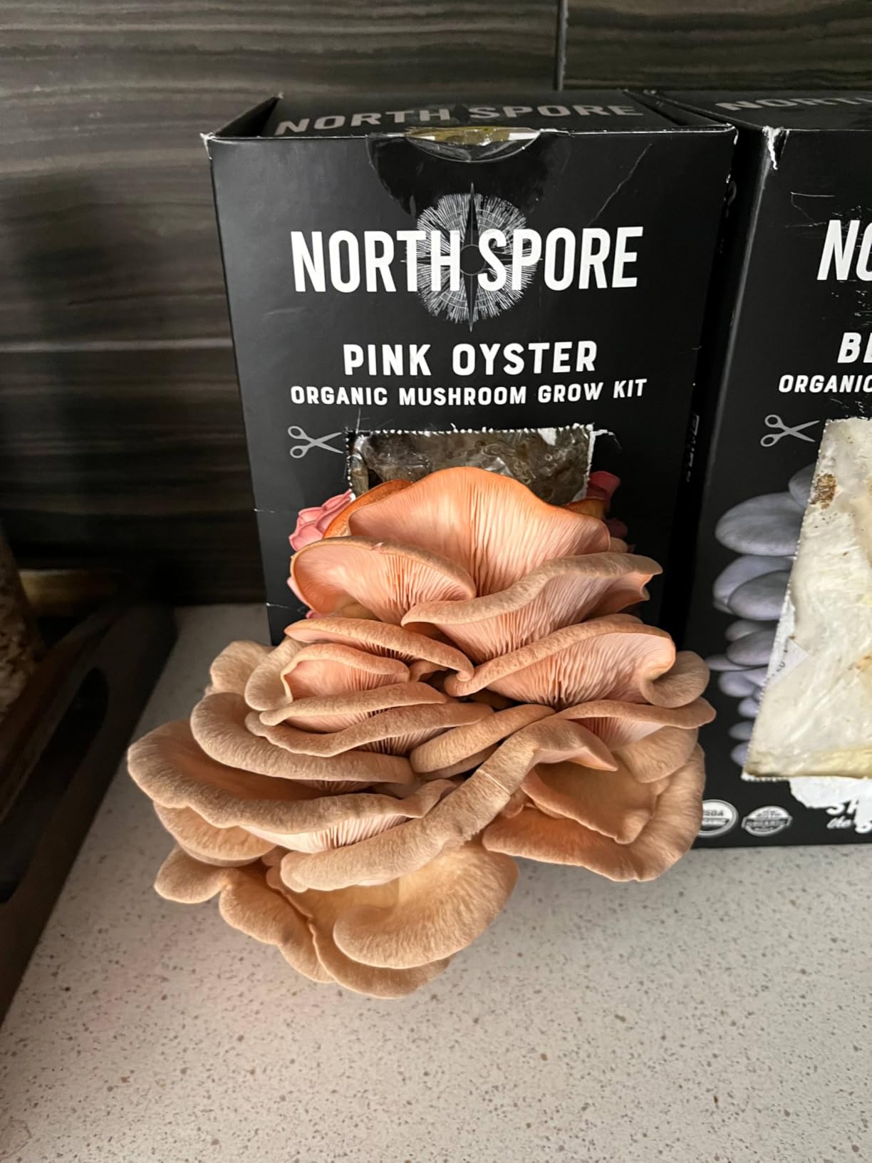 North Spore Organic Pink Oyster Mushroom Spray & Grow Kit (4 lbs) | USDA-Certified Organic, Non-GMO, Beginner-Friendly customer photo 2