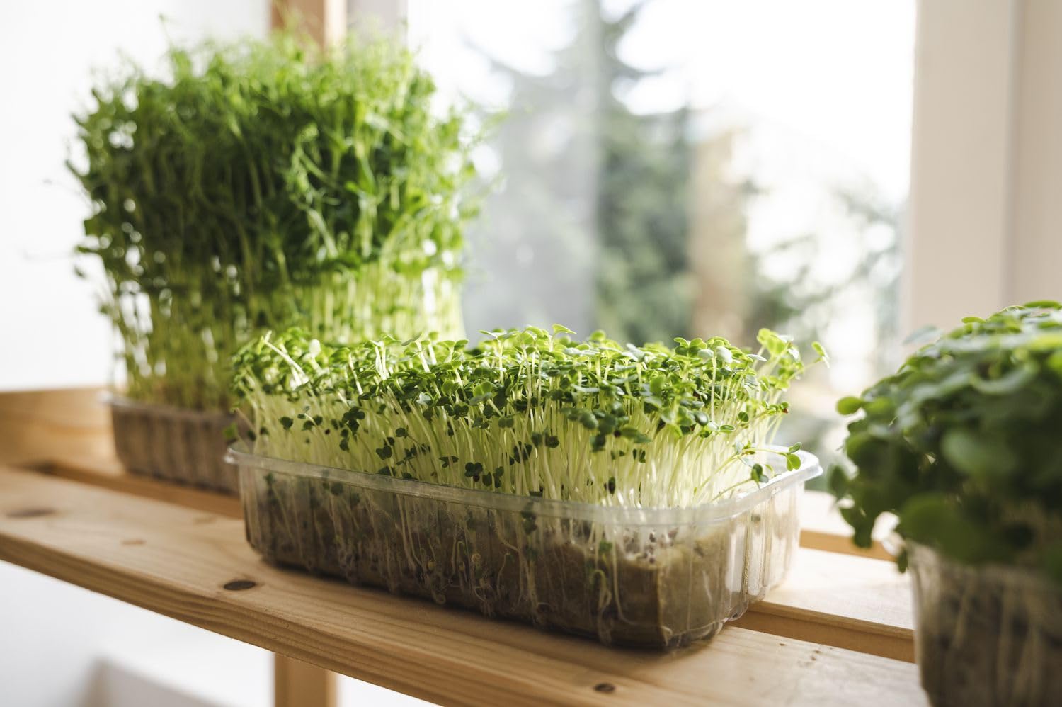 Back to the Roots DIY Microgreen Grow Kit, 6-Grow Variety Pack customer photo 1