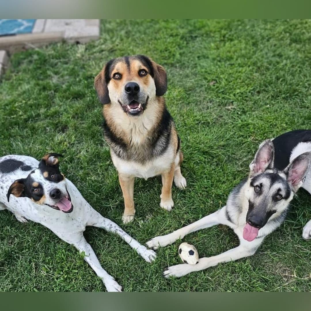 Wisdom Panel Essential Dog DNA Kit: Most Accurate Test for 365+ Breeds, 30 Genetic Health Conditions, 50+ Traits, Relatives, Ancestry - 1 Pack customer photo 1