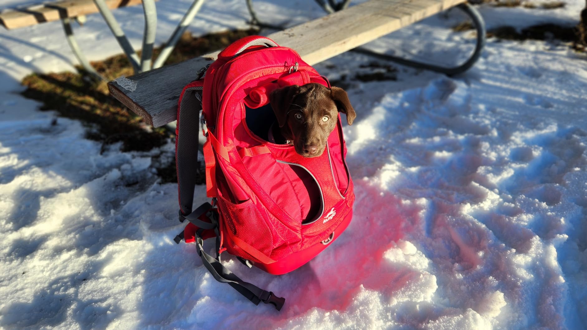 Kurgo G-Train Dog Carrier Backpack - Comfortable Travel Bag for Pets Up to 25 lbs - Waterproof Bottom - Multi-Compartment Pack - Dog Hiking Gear - Rugged Adventure Backpack customer photo 1