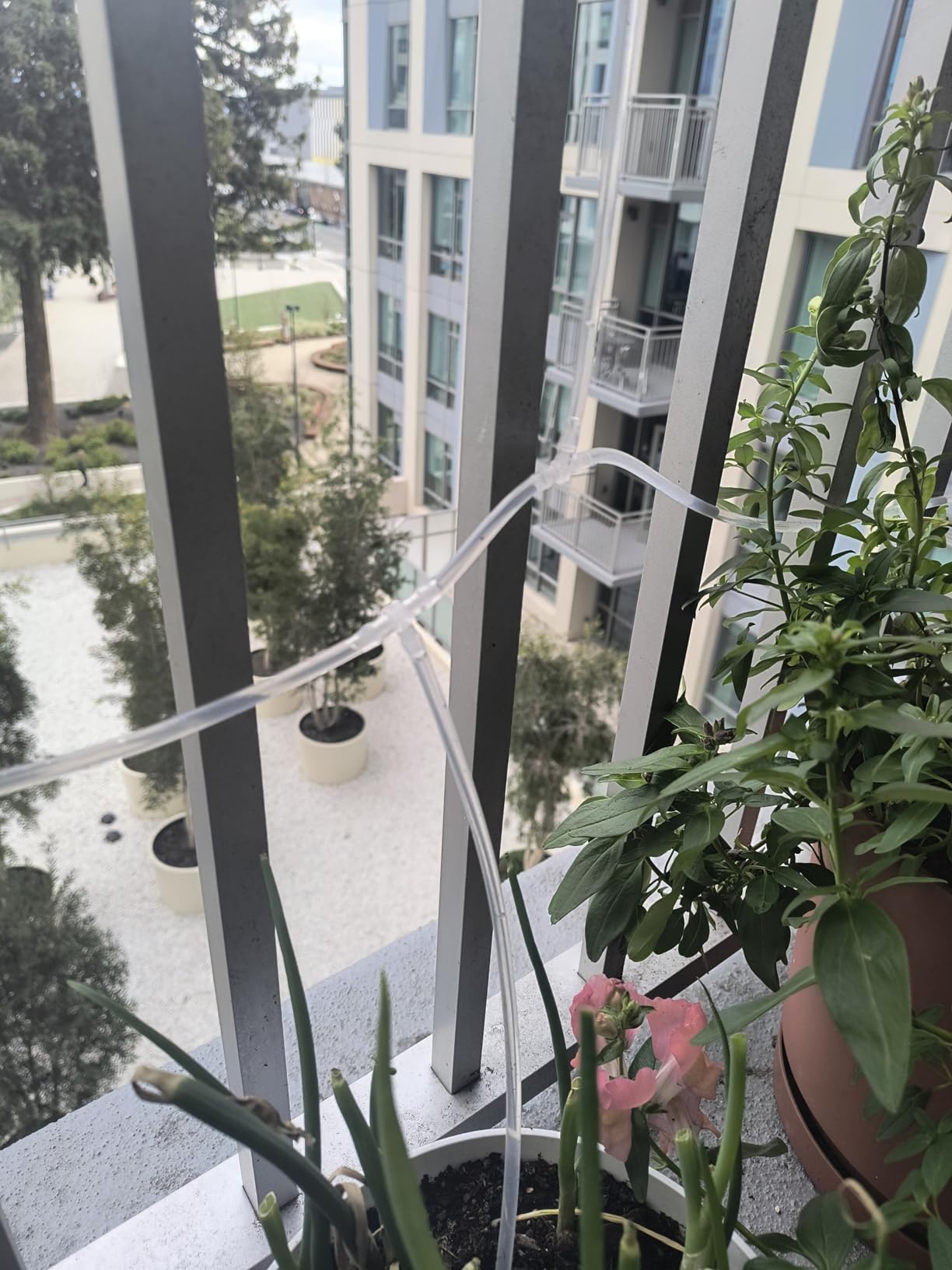Quickun Pure Silicone Tubing, 2mm ID x 4mm OD High Temp Food Grade Tube Pure Silicone Hose Tube for Home Brewing, Beer Line, Kegerator, Wine Making, Aquaponics, Air Hose by Proper Pour (9.84 Ft) customer photo 1