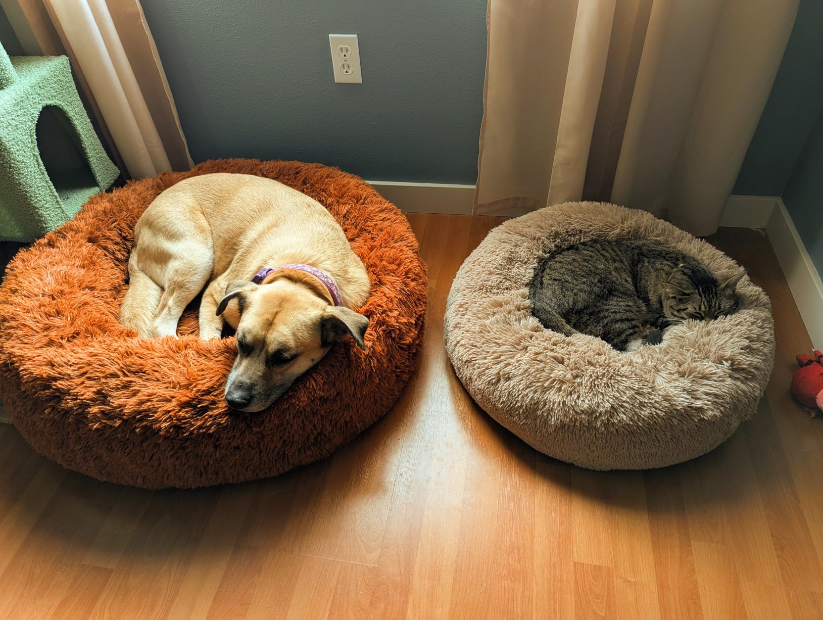 Bedsure Calming Dog Bed Medium Size Dog - Donut Washable Medium Pet Bed, 30 inches Anti-Slip Round Fluffy Plush Faux Fur Cat Bed, Fits up to 45 lbs Pets, Camel customer photo 2