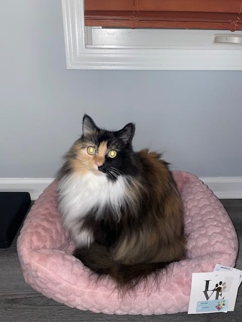 Sleepypod Mobile Pet Bed - Multi-use Travel Pet Bed, Crash-Tested Car Seat, & Carrier for Dogs and Cats up to 15 Pounds (First Blush) customer photo 2