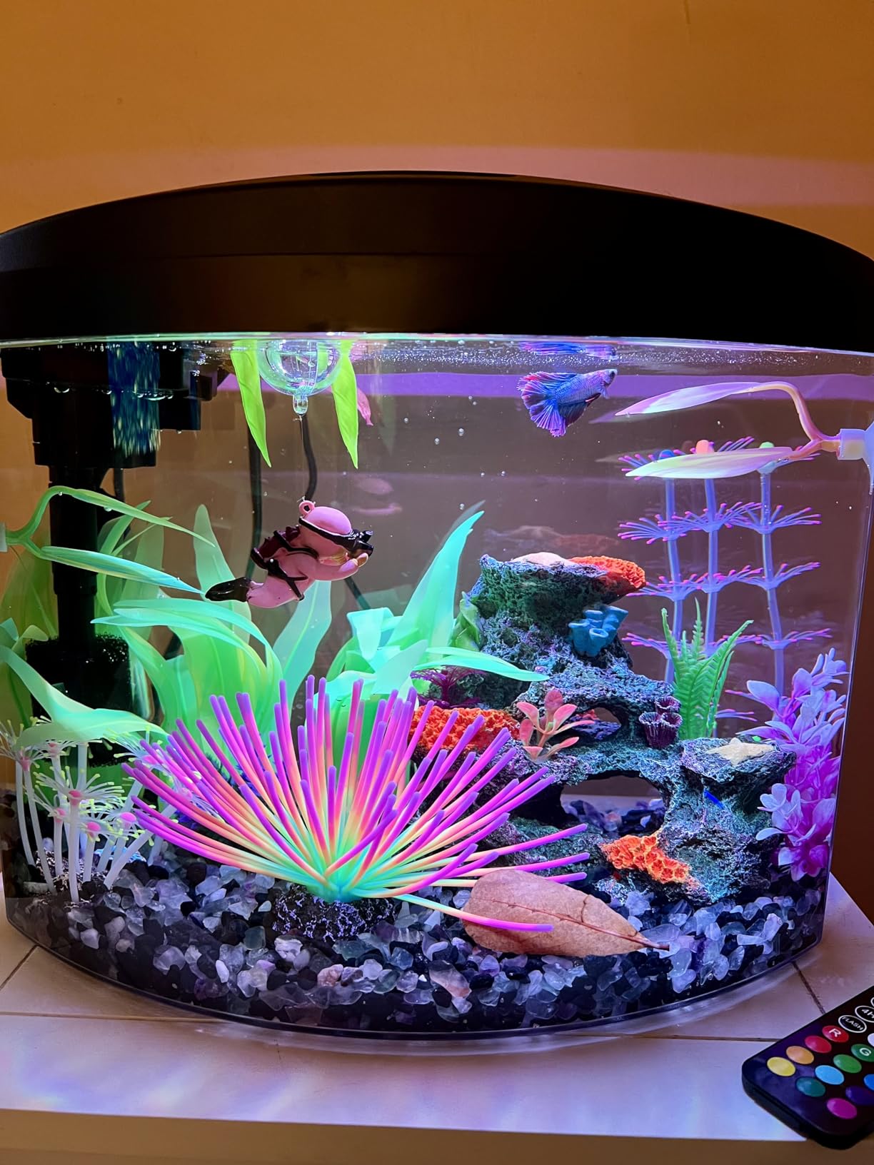 Aqueon LED MiniBow Small Aquarium Fish Tank Kit with SmartClean Technology, Black, 2.5 Gallon customer photo 1