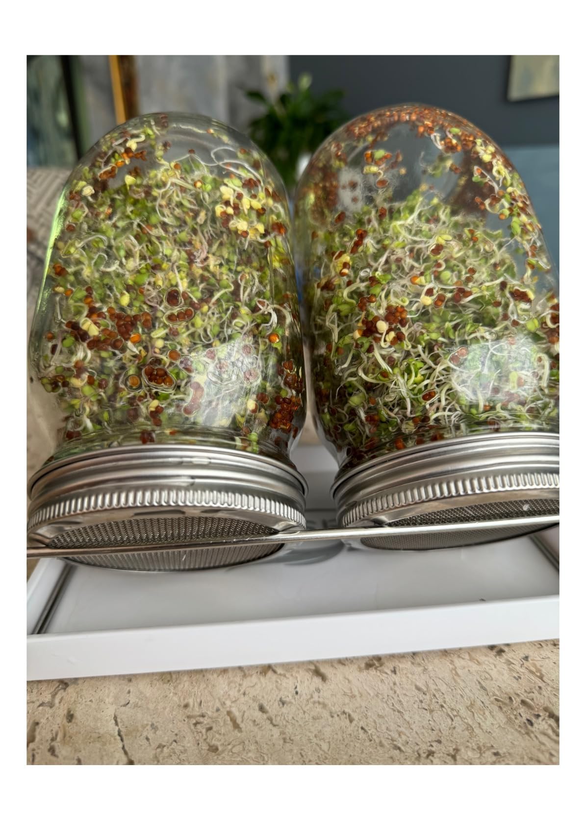Sprouting Jar Kit - 2 Wide Mouth Quart Mason Jars with 316 Stainless Steel Screen Sprout Lids, Drip Tray, Stand | Seed Sprouter Set for Growing Broccoli, Alfalfa, Mung Bean customer photo 1
