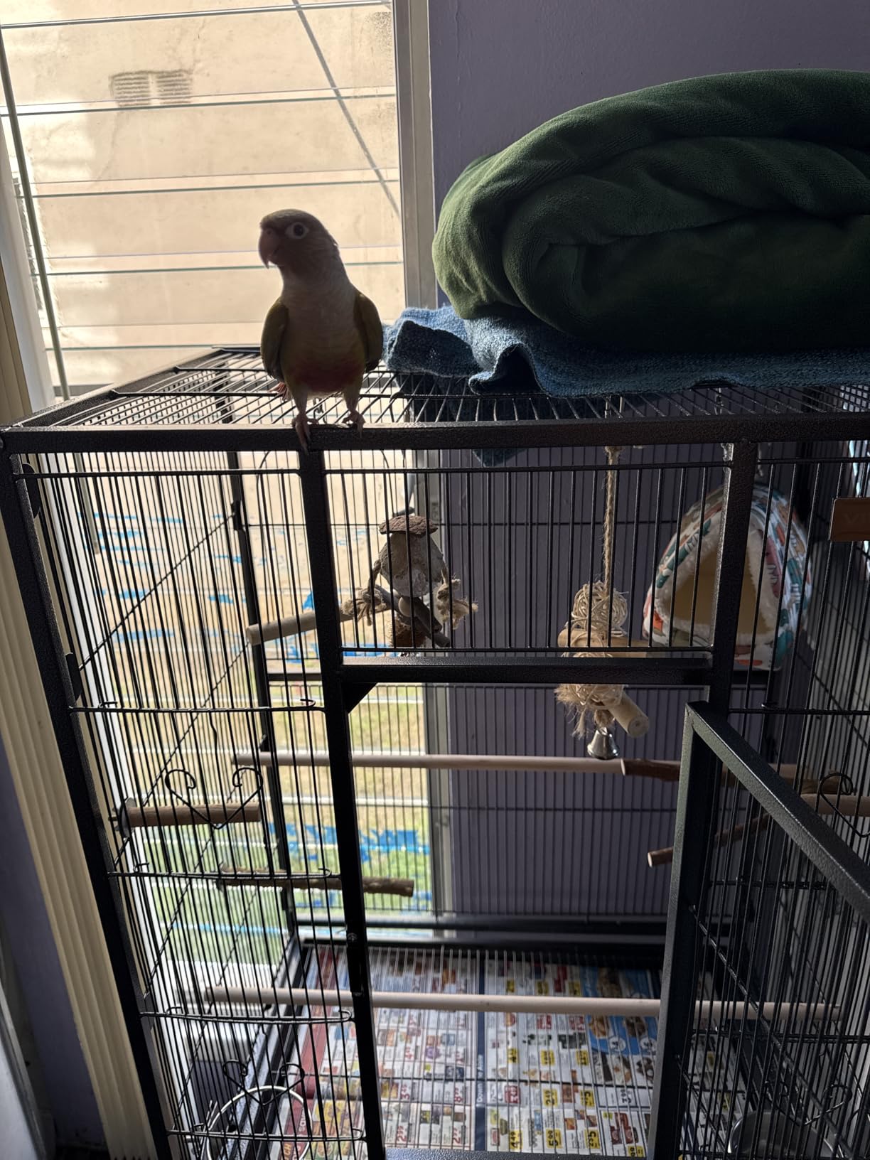 VIVOHOME 54 Inch Wrought Iron Large Bird Flight Cage with Rolling Stand for Parakeets Canaries Cockatiels Lovebirds Conures, Black customer photo 1