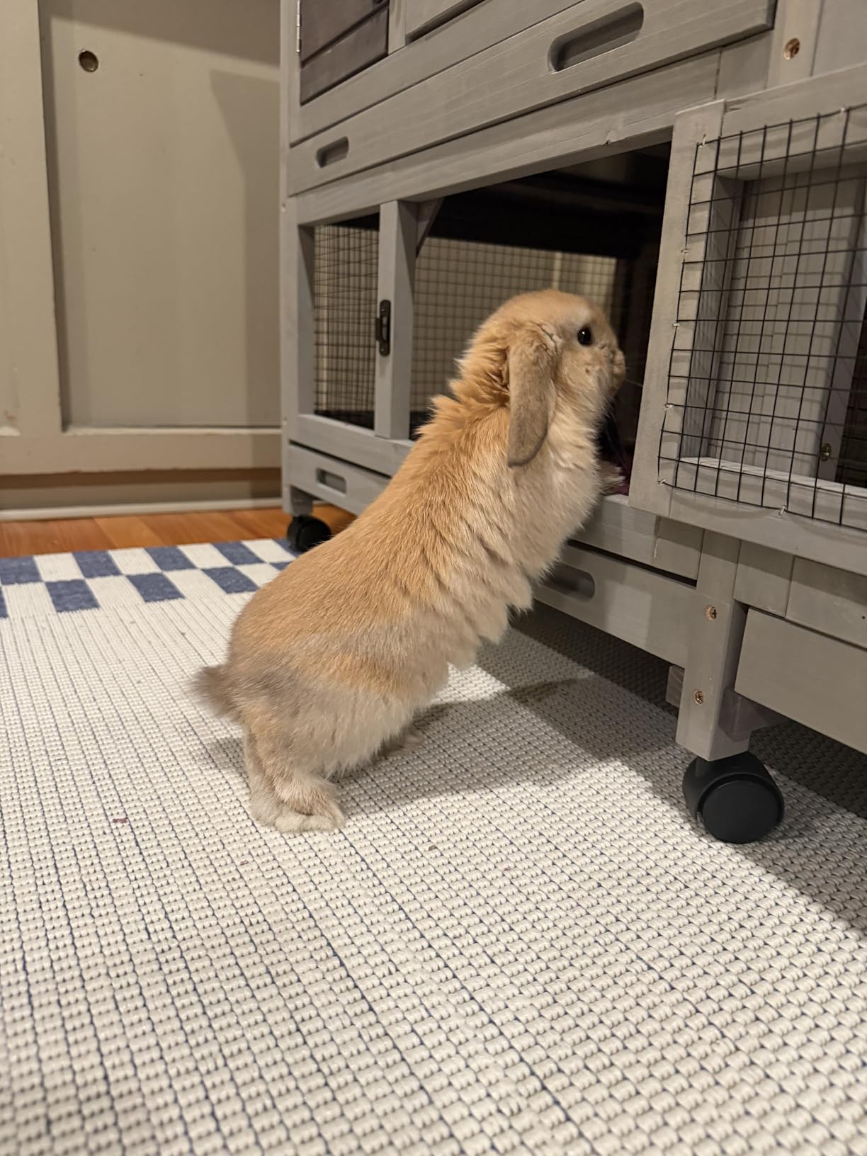 Bunny Cage Indoor and Outdoor Rabbit Hutch with Casters Waterproof Roof, Pull Out Tray from Back and Front 61.2 L x 22.6 W x 33.5 H customer photo 1