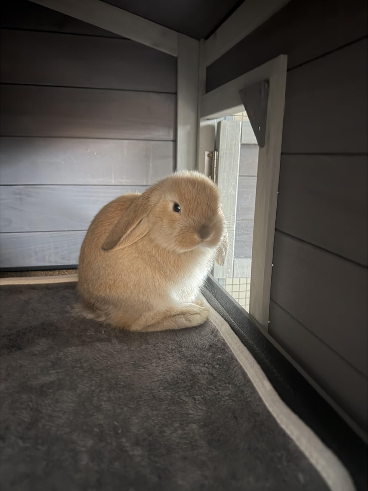 Bunny Cage Indoor and Outdoor Rabbit Hutch with Casters Waterproof Roof, Pull Out Tray from Back and Front 61.2 L x 22.6 W x 33.5 H customer photo 2