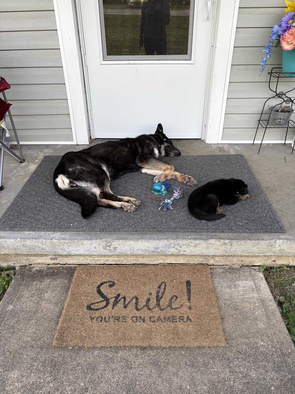 UCARI Pet Sensitivity Test | Screens for 1000+ Intolerances | Food & Environment Analysis | Painless Home Test Hair Sample Method | Results in 48 Hours | Cats & Dogs customer photo 1