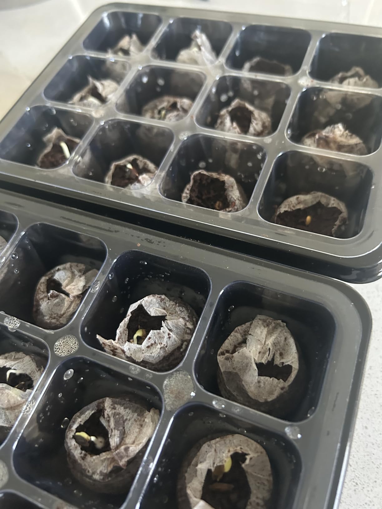Halatool 4 Pack Seed Starter Tray with 50 PCS Peat Pellets, 48 Cells Black Seeding Starter Trays for Organic Seed Starter Soil Pods for Planting Vegetables Plants Flowers customer photo 1
