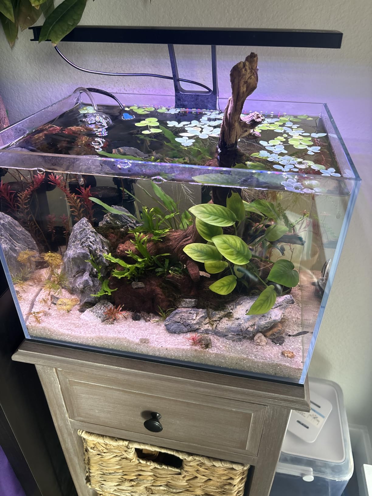 Ultra Clear Rimless Aquarium Tank 6-60 gallons Low Iron Glass (21Gal - Top Glass Canopy) customer photo 1
