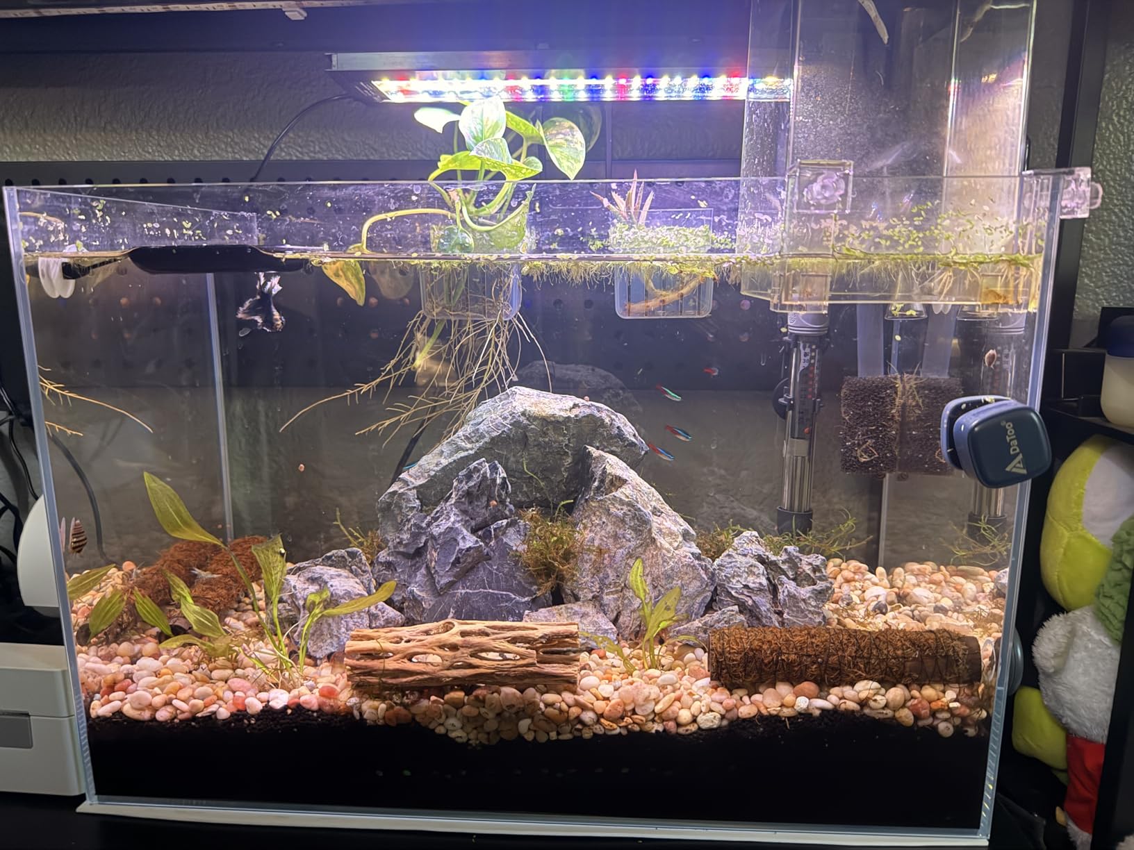 Ultra Clear Rimless Aquarium Tank 6-60 gallons Low Iron Glass (21Gal - Top Glass Canopy) customer photo 2