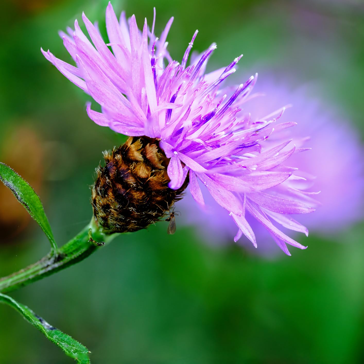 NIKKOR Z MC 105mm f/2.8 VR S Macro Lens customer photo 2