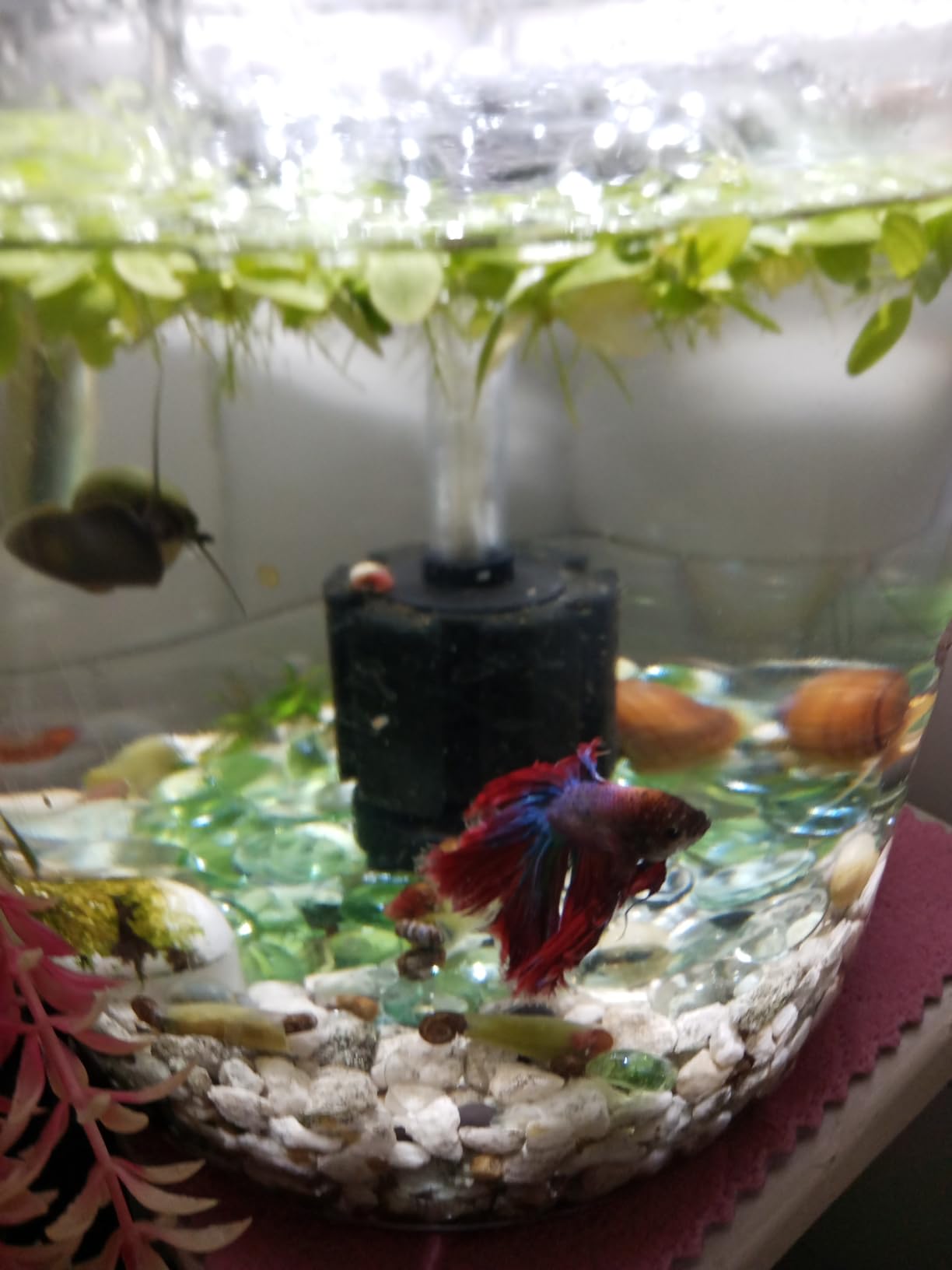 Pawfly 3 Pack Aquarium Sponge Filter Quiet Betta Fry Shrimp and Small Fish Foam Filter for Tiny Fish Tank up to 10 Gallon customer photo 1