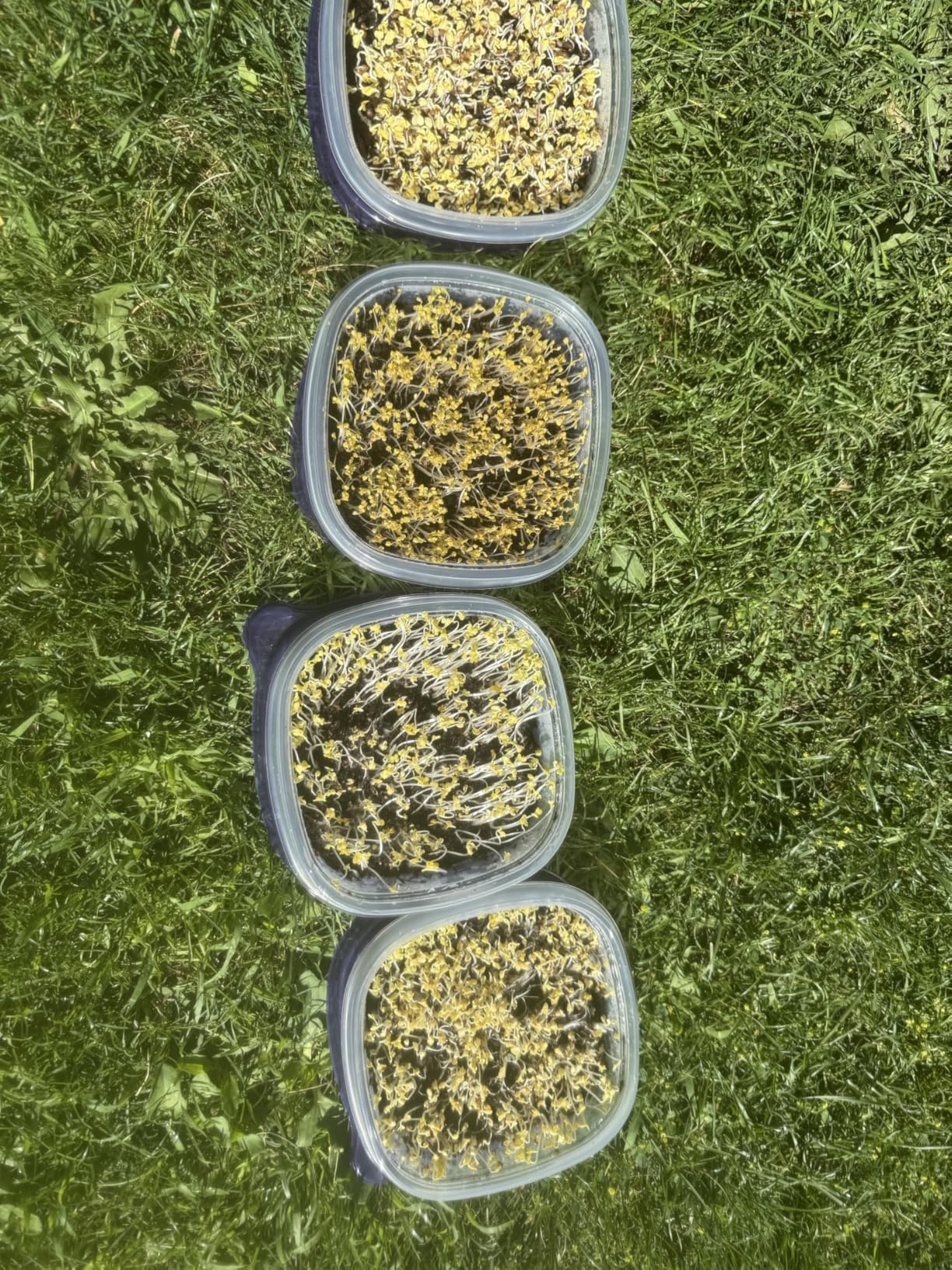 Microgreen Seeds Variety Pack - 10 Heirloom Types for Indoor Sprouting - Broccoli, Pea, Sunflower, Radish, Kale, Arugula & More - High Germination Non-GMO - Survival Garden Seeds (Seed Packs Only) customer photo 1
