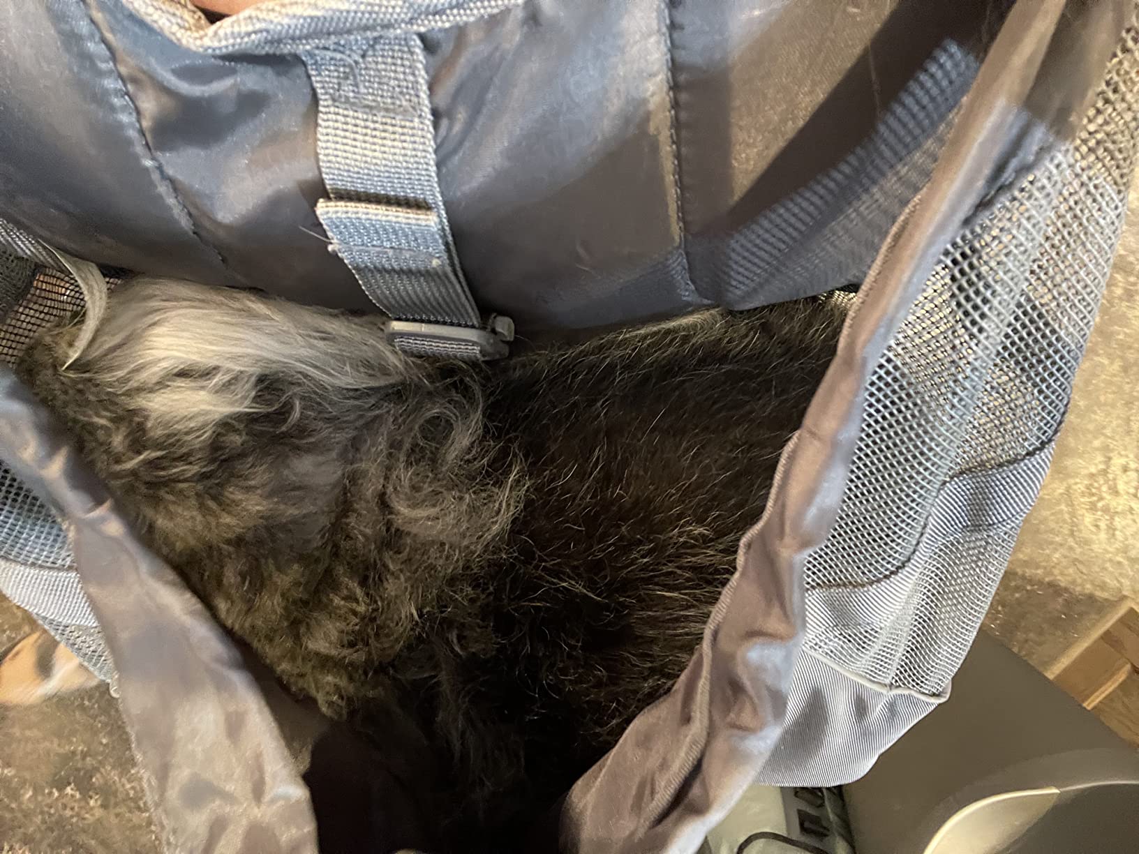 Outward Hound PupPak Dog Front Carrier, Medium, Grey - Hands-Free Hiking & Camping Pet Backpack for Small Pets up to 20 lbs, Padded Straps, Breathable Mesh, Water-Resistant, Safety Clip customer photo 1