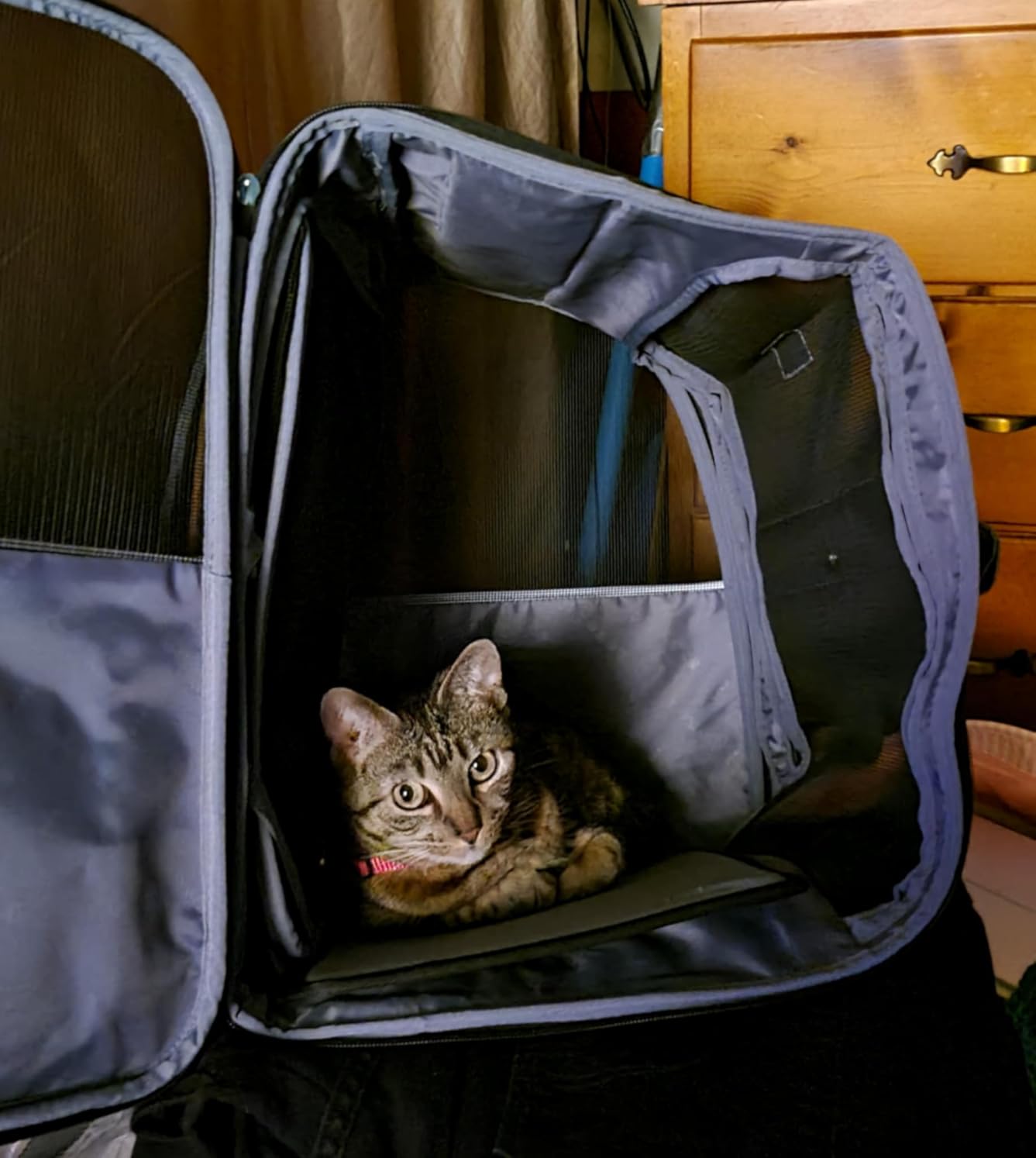 Lekebobor Cat Carrier Backpack, Expandable Pet Carrier with Sun Shade & Full Front Opening, Breathable Mesh Backpack for Small Dogs & Medium Cats Up to 18 Lbs, Foldable for Hiking, Camping (Grey) customer photo 1