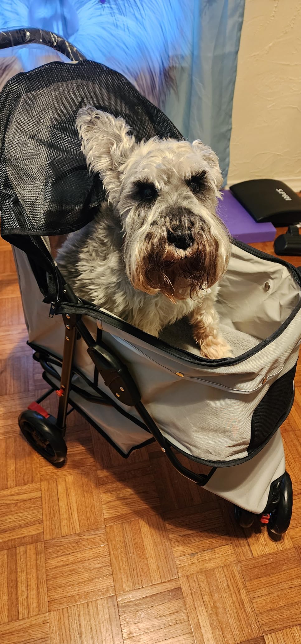 Carlson Pet Products Stroller, Includes 360 Degree Front Wheel Swivel, Rear Wheel Breaks, Reflective Trim, Mesh Panels, Umbrella and Mesh Canopy, Khaki customer photo 2