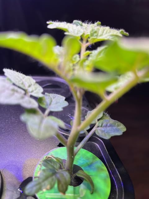Ahopegarden Indoor Garden Hydroponics Growing System: 10 Pods Plant Germination Kit Herb Vegetable Growth Lamp Countertop with LED Grow Light customer photo 2
