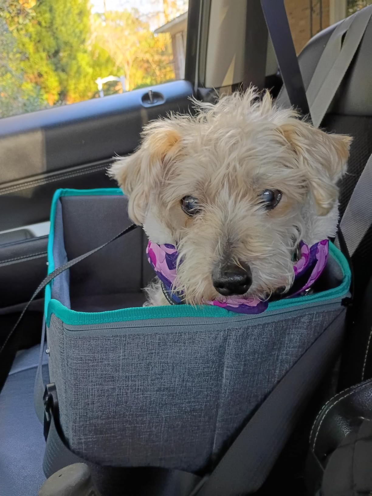PETSFIT Dog Car Seats for Small Dogs - Patented Safety Buckles - Safety Tether - Foldable Travel Dog Booster Car Seat Reduces Anxiety & Road Trips - Stable Frame, Soft Cushion, Fits Front/Back Seat customer photo 2