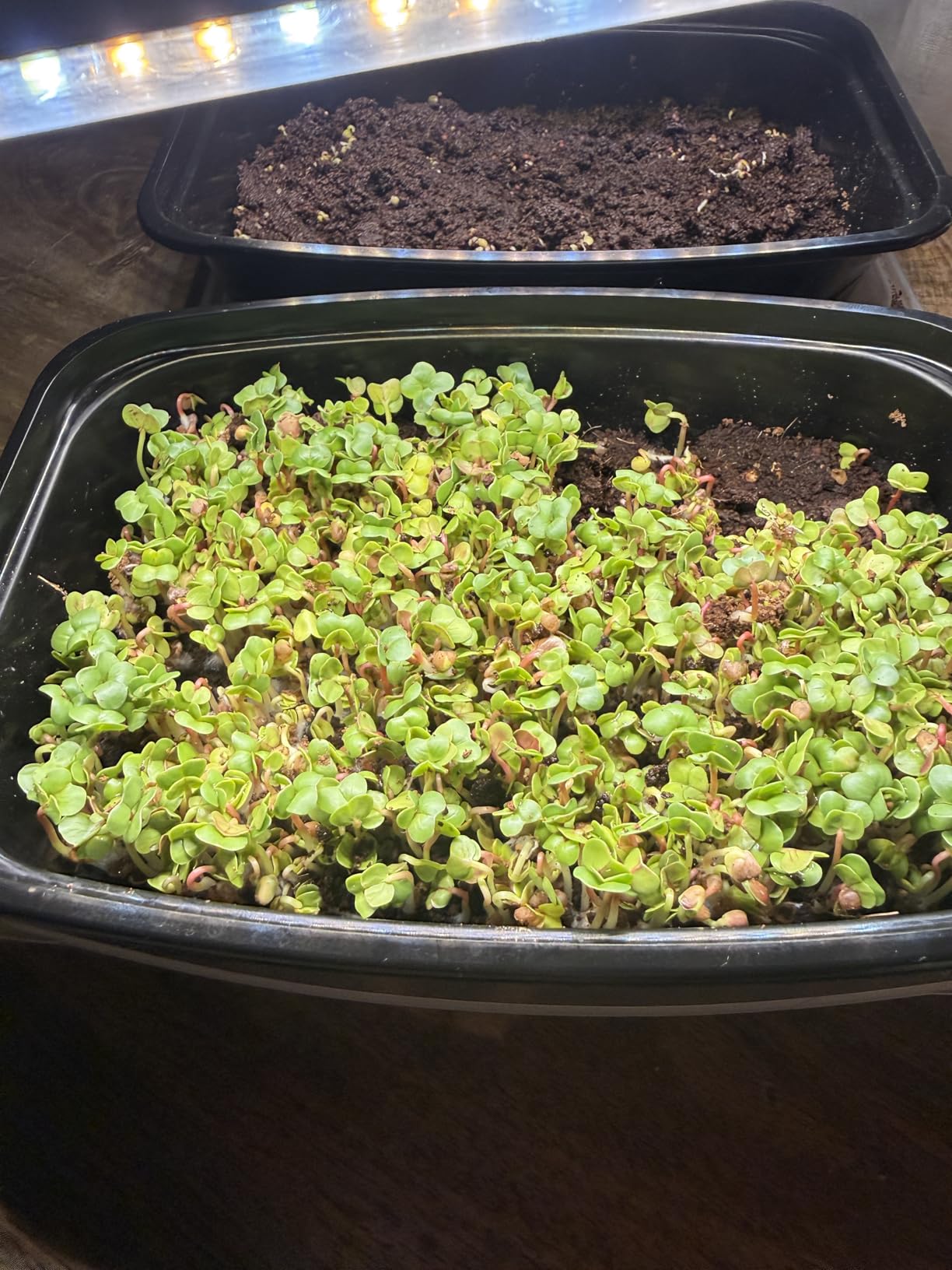 Sow Right Seeds - Large Microgreens Seed Collection - 10 Microgreen Variety Indoor Garden Packets with Superfood Seeds for Kitchen Counter Sprouting & Growing - Ideal for Indoor Gardening customer photo 1