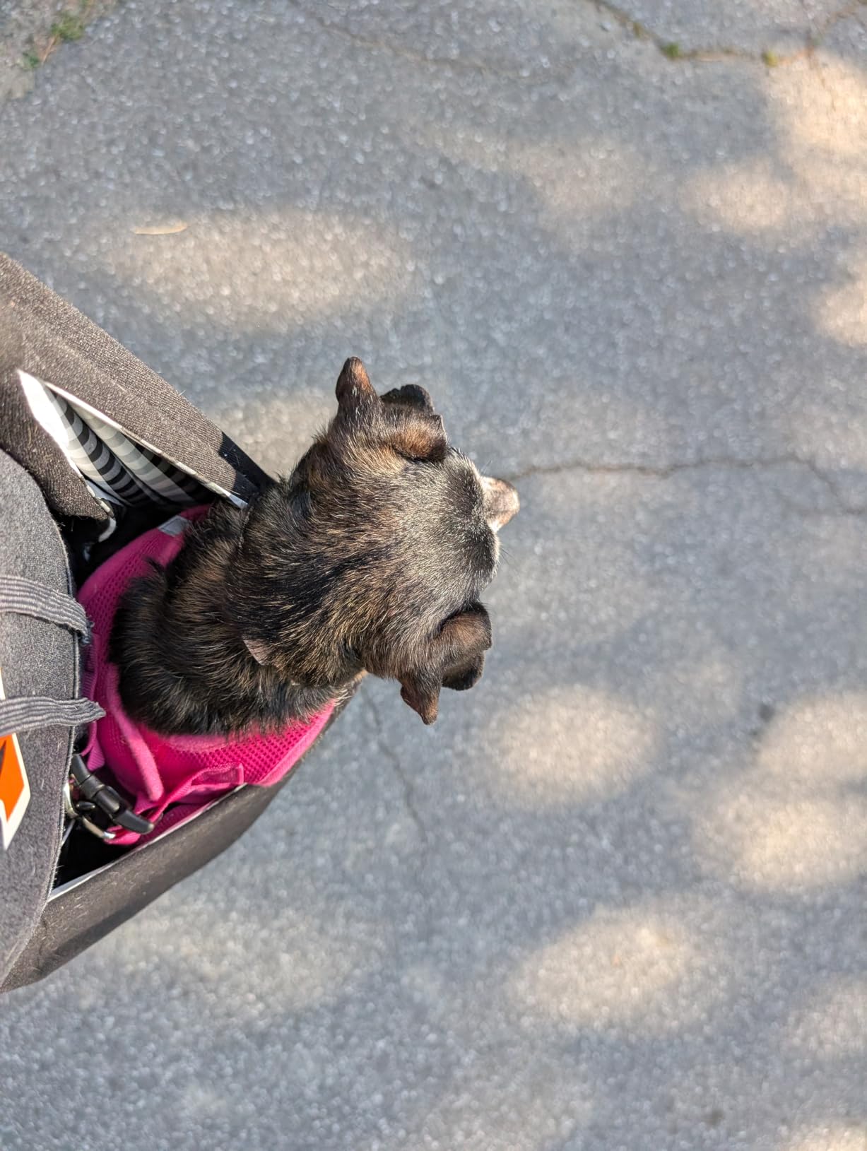 Tomkas Small Dog Sling Carrier - Classic Pocket & Classic Strap - Wrap Carrier - for 3-10 lbs Pets customer photo 1