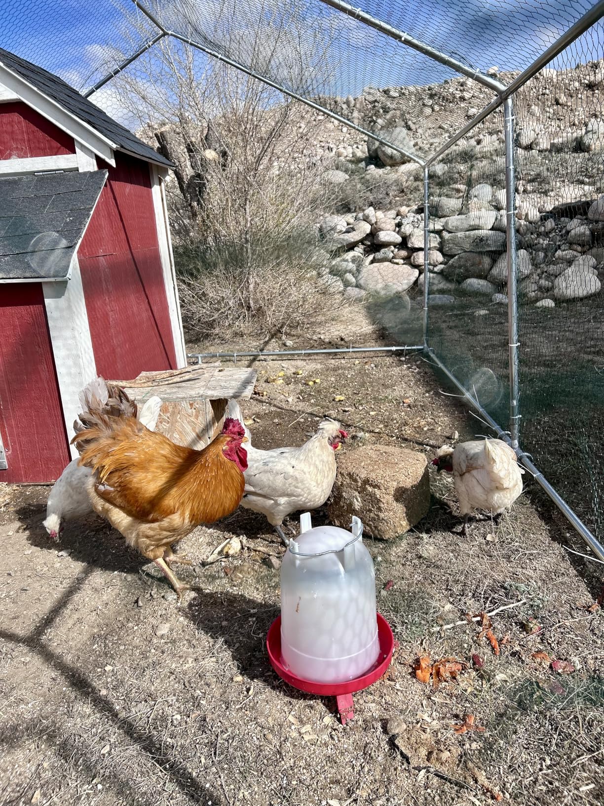 HITTITE Large Metal Chicken Coop with Run, 19.19 x 9.84 x 6.56 ft Walk in Poultry Cage Chicken Run Pen, Outdoor Chicken Runs for Yard with Waterproof & Anti-UV Cover customer photo 2