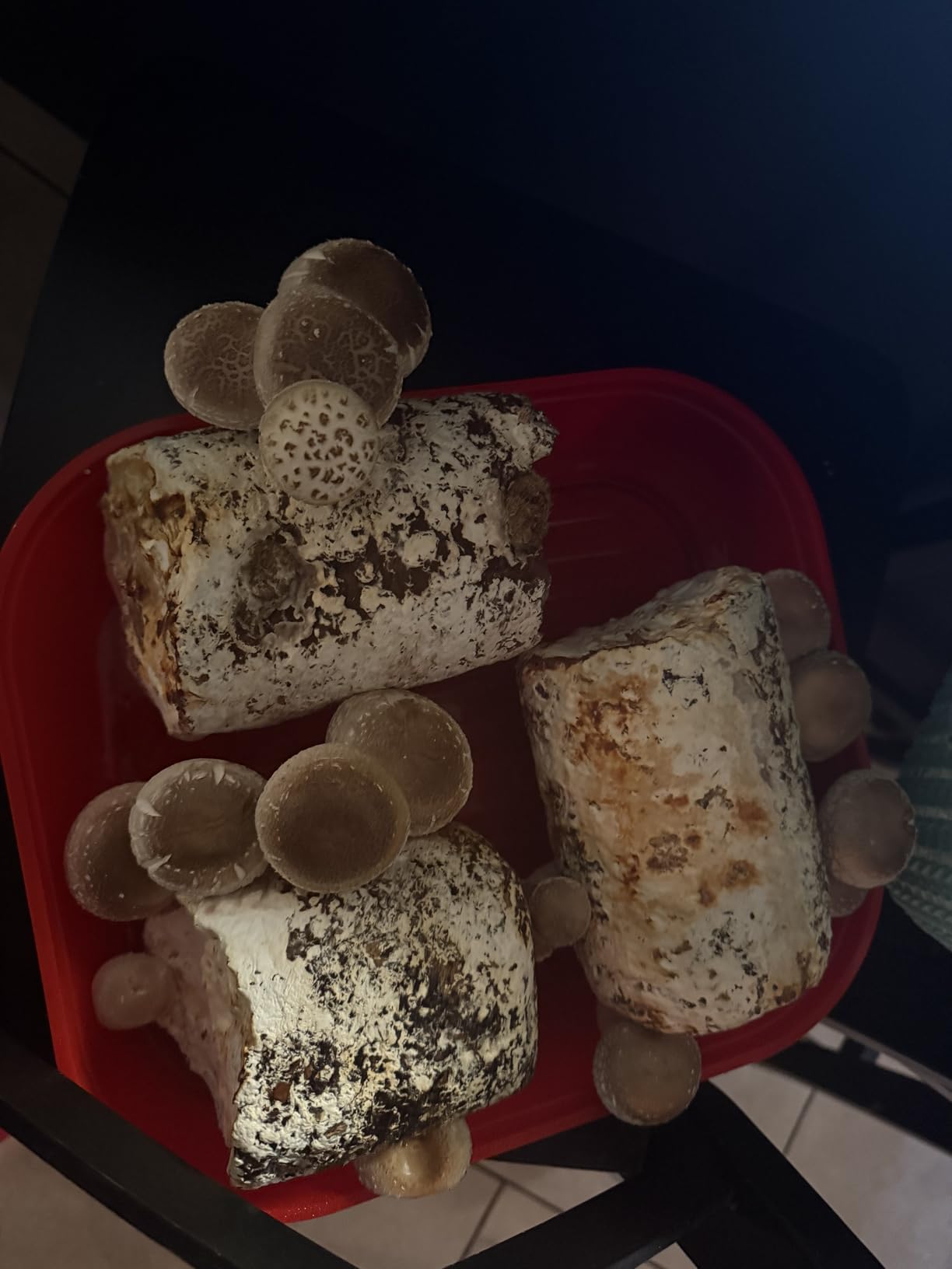 Back to the Roots Organic Shiitake Mushroom Kit; Great Gift; Easy for Beginners, For Indoor Growing customer photo 1