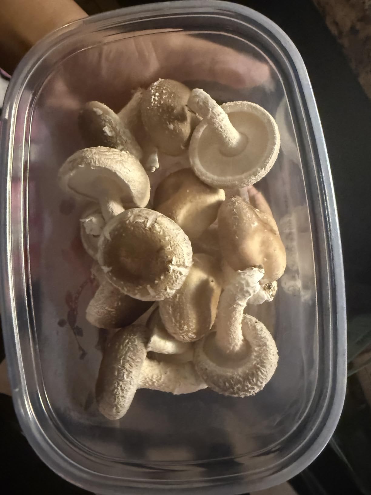 Back to the Roots Organic Shiitake Mushroom Kit; Great Gift; Easy for Beginners, For Indoor Growing customer photo 2