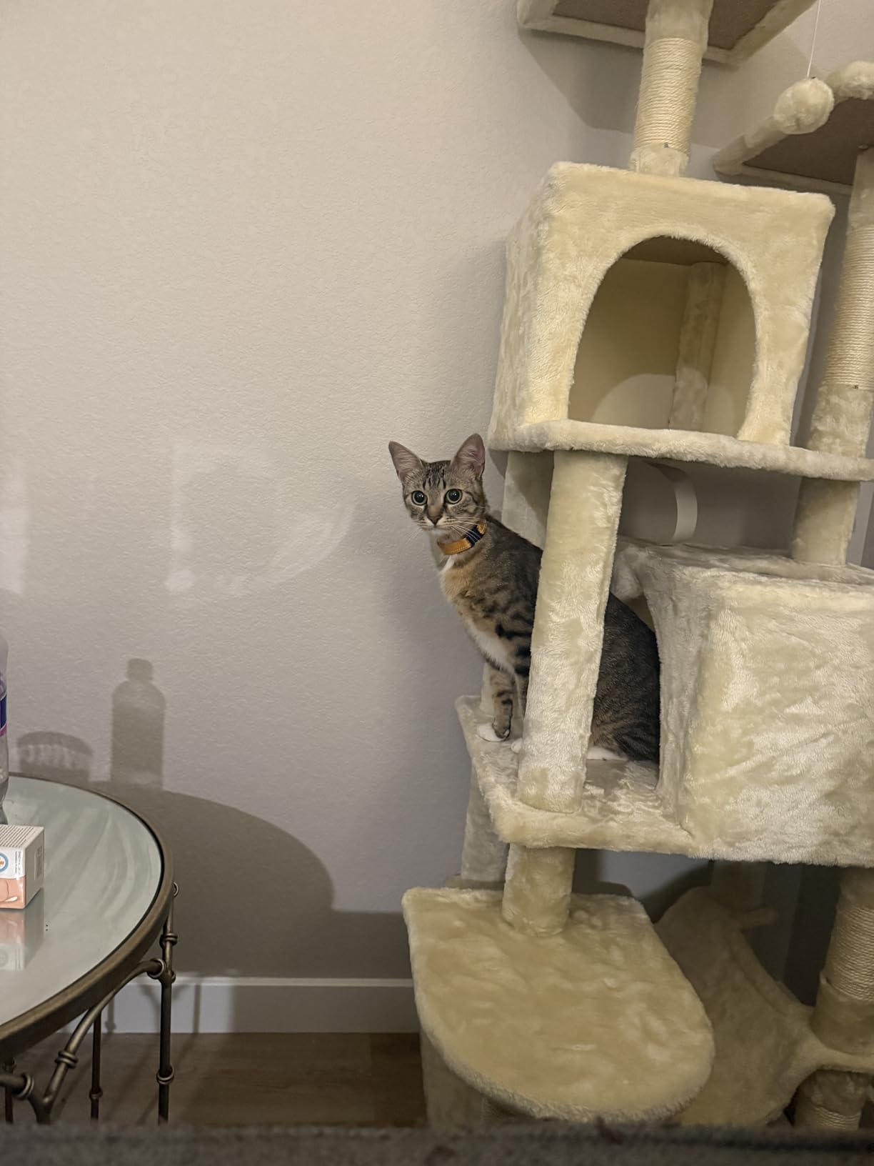 Feandrea Cat Tree, 59.5-Inch Tall Cat Tower, Plush Multi-Level Condo with 5 Scratching Posts, 2 Perches, 2 Caves, Hammock, 2 Pompoms, Light Gray customer photo 2