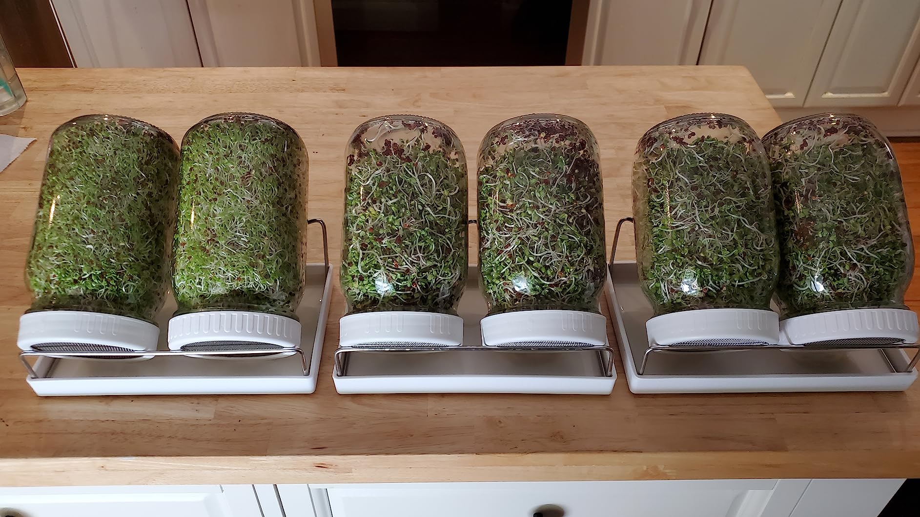 Complete Sprouting Jar Kit | 2 Wide Mouth Mason Jars, 316 Screen Sprout Lids, Blackout Sleeves, Tray, Stand | Sprouter Set for Growing Broccoli, Alfalfa and More - Seeds not Included customer photo 1
