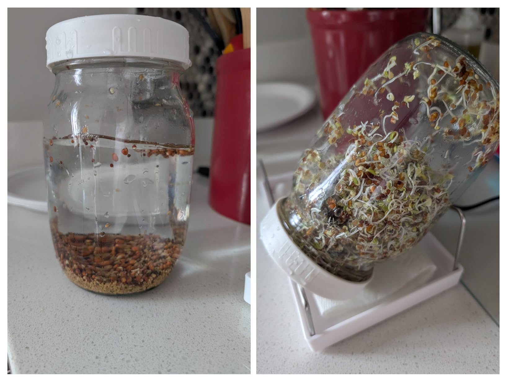 Complete Sprouting Jar Kit | 2 Wide Mouth Mason Jars, 316 Screen Sprout Lids, Blackout Sleeves, Tray, Stand | Sprouter Set for Growing Broccoli, Alfalfa and More - Seeds not Included customer photo 2