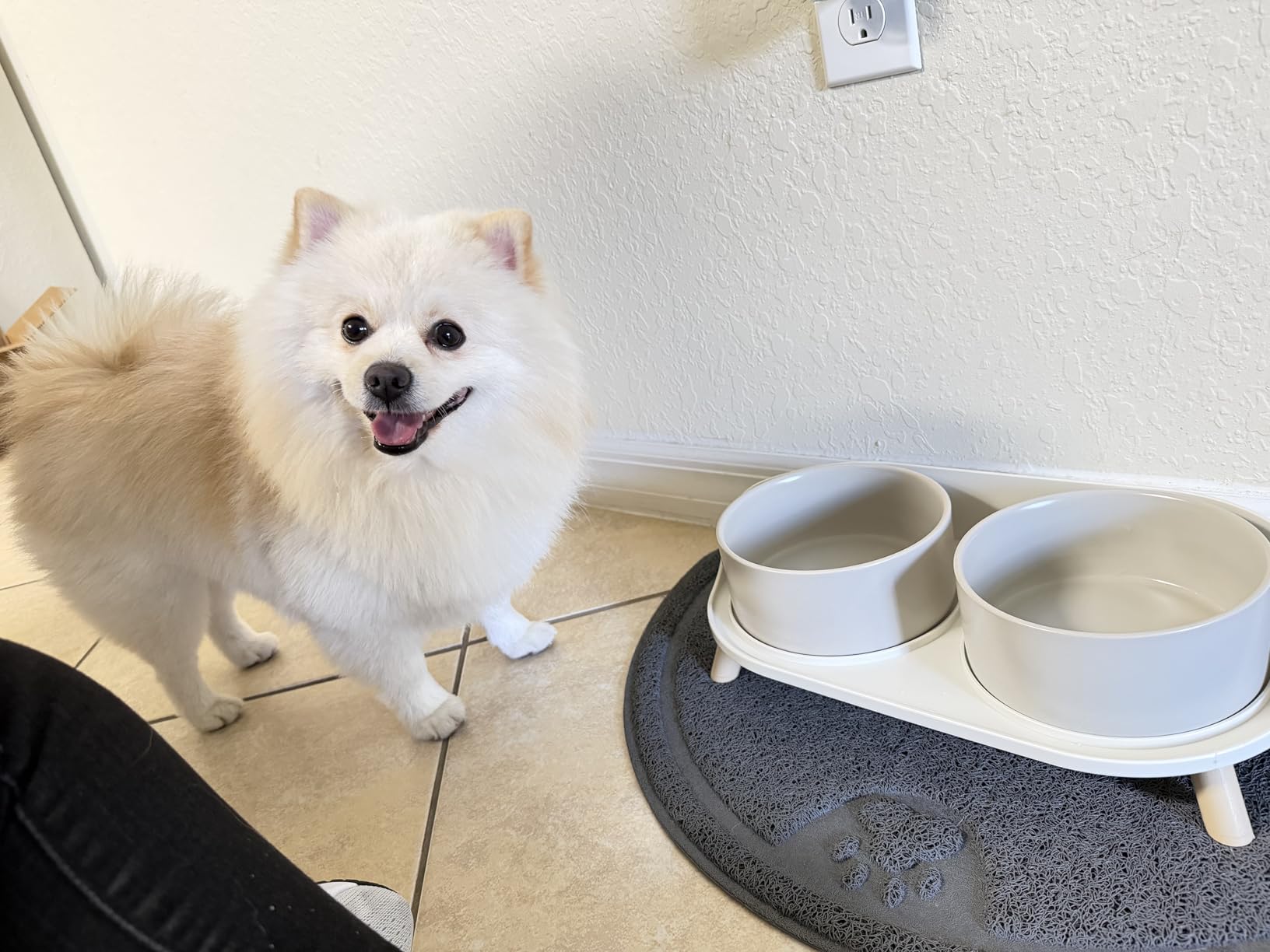 Elevated Ceramic Dog Bowl Set - Double Dog Feeding Bowls with Stand Splash Proof - Raised Dishes for Food and Water - Ideal for Small to Medium Dogs - 2 x 850 ml - 28.74 oz - White customer photo 2