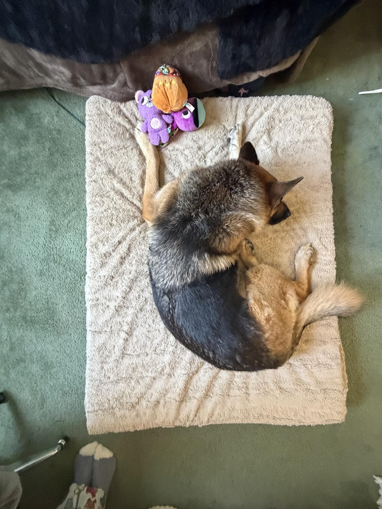 WNPETHOME Orthopedic Waterproof Extra Large Dogs Bed with Removable Washable Cover, Multi-Needle Quilting XL Crate Bed for Large Sized Dog, Light Grey customer photo 2