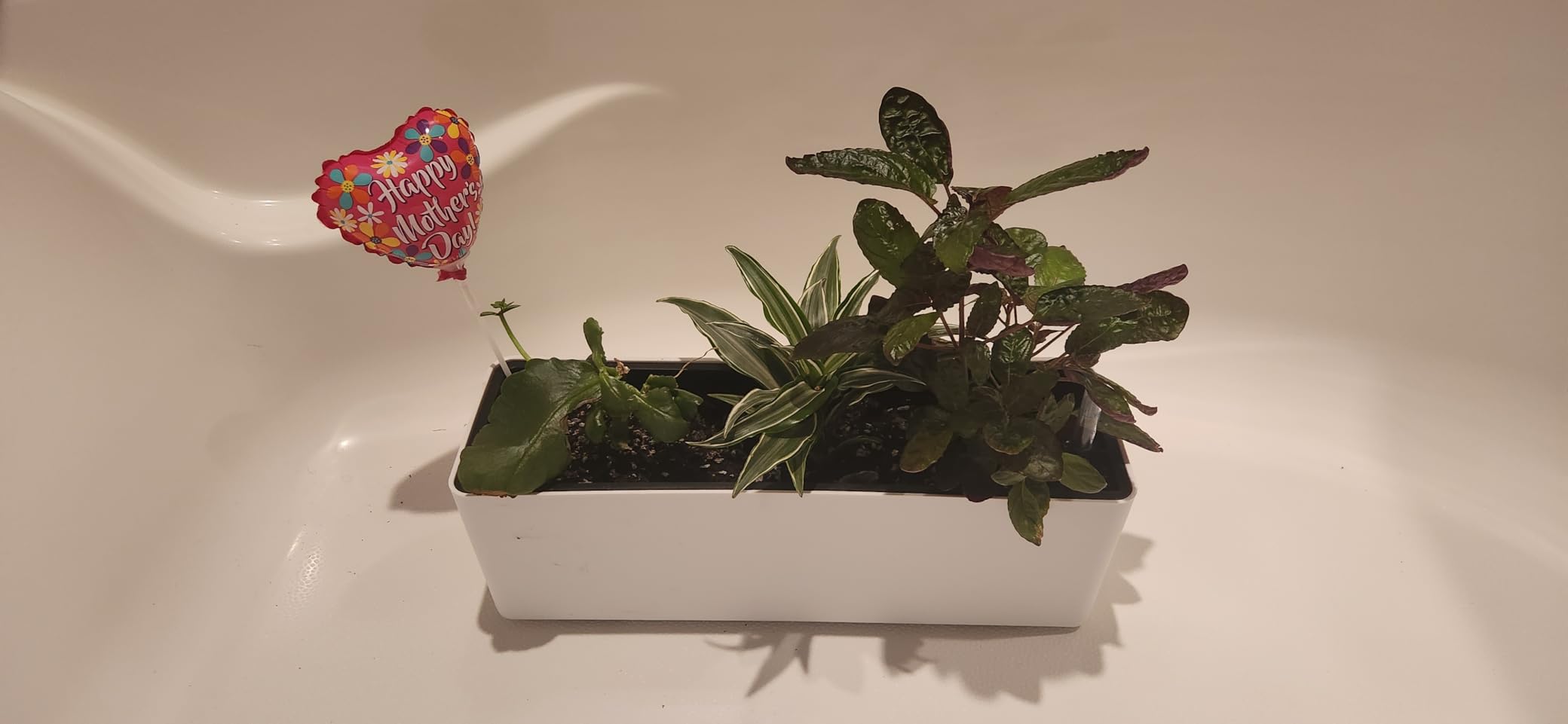 GardenBasix Elongated Self Watering Planter Pots 2-Pack Window Box 5.5 x 16 inch Indoor Home Garden Modern Decorative Pot for All House Plants Flowers Herbs (Dark Grey,2) customer photo 2