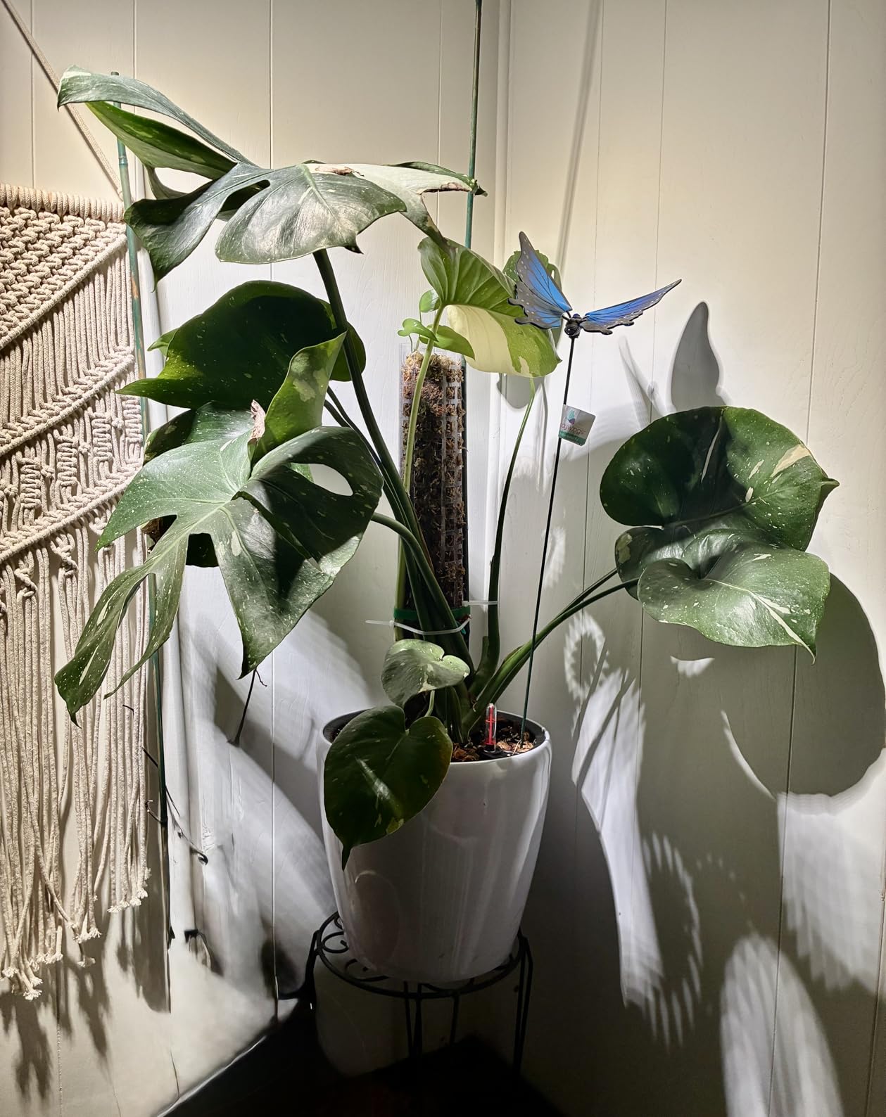 Dexceder 18x17 Self Watering Planter with Wheels Indoor Outdoor, Inner Pot Design, Thickened Large Floor Standing Flower Plant Pot with Water Level Indicator (White Matte) customer photo 1