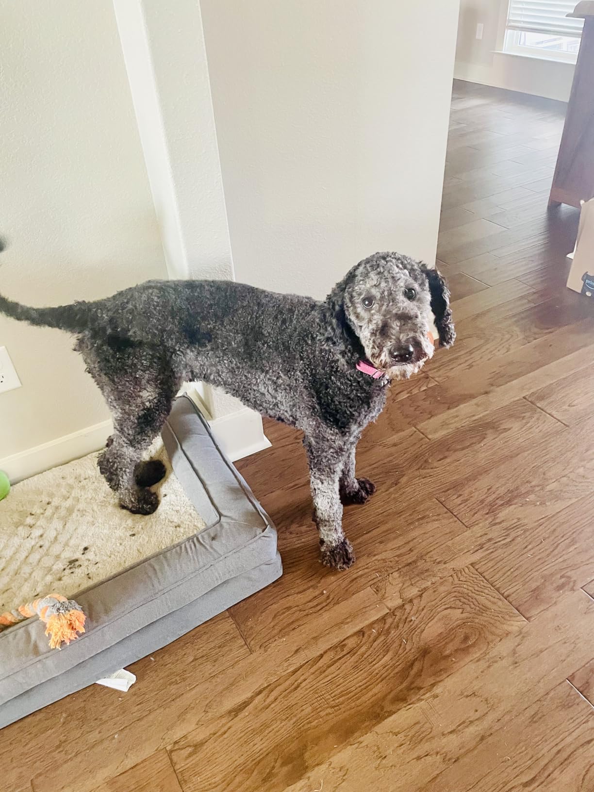 Wahl Power Pro Lithium Ion Rechargeable Cordless Dog Grooming Kit - Heavy Duty Cordless Electric Dog Clippers for Grooming The Thickest Coats - Model 3024675 customer photo 2
