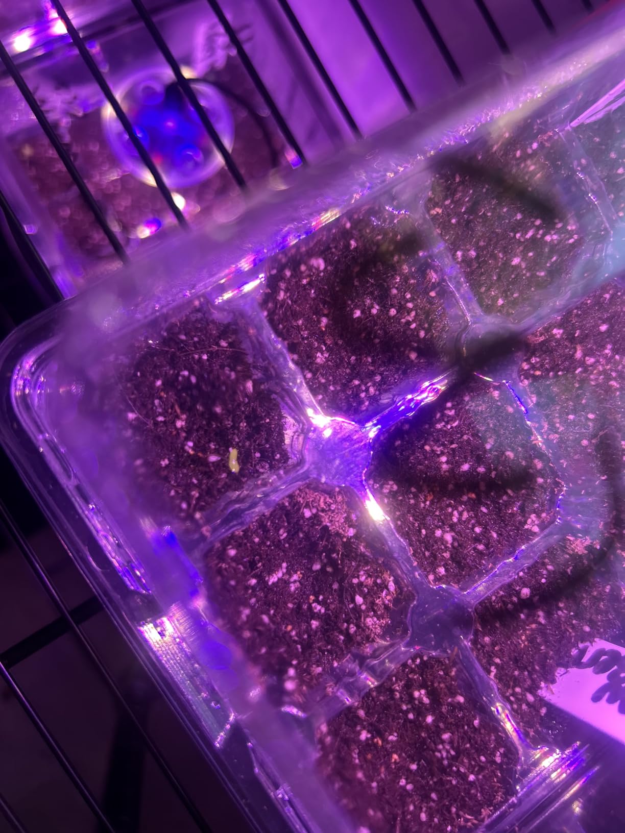 Bonviee 5 Packs Seed Starter Tray with Grow Light, Elevated Seedling Starter Trays Kits with Adjustable Humidity Domes and Clear Cell Tray, 12 Full Spectrum LED Lamp Beads for Plants Indoor customer photo 1