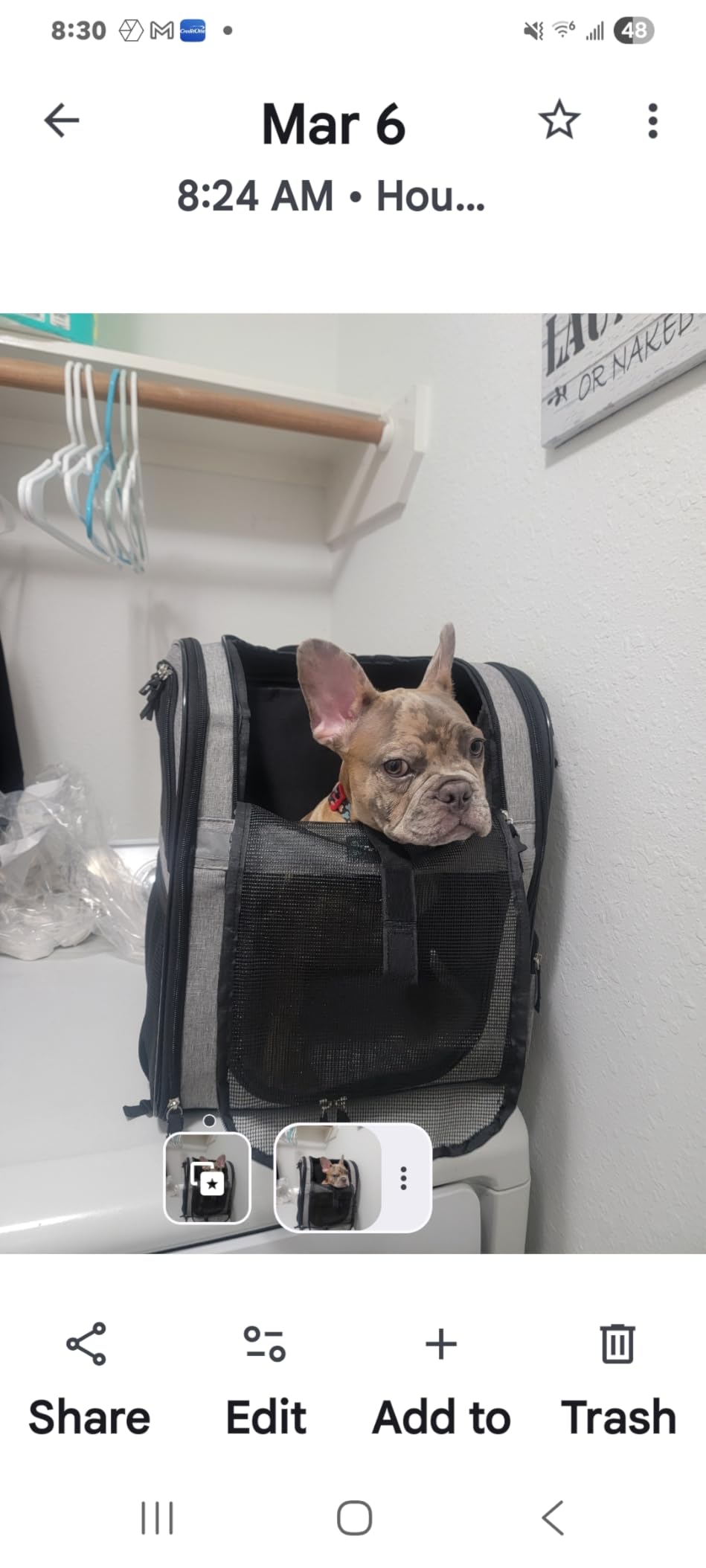 PetAmi Dog Backpack Carrier for Small Large Cat, Pet, Puppies, Ventilated Pet Hiking Backpack Travel Bag, Airline Approved Cat Backpack Carrier, Safety Back Support, Camping Biking, Max 18 lbs, Grey customer photo 1