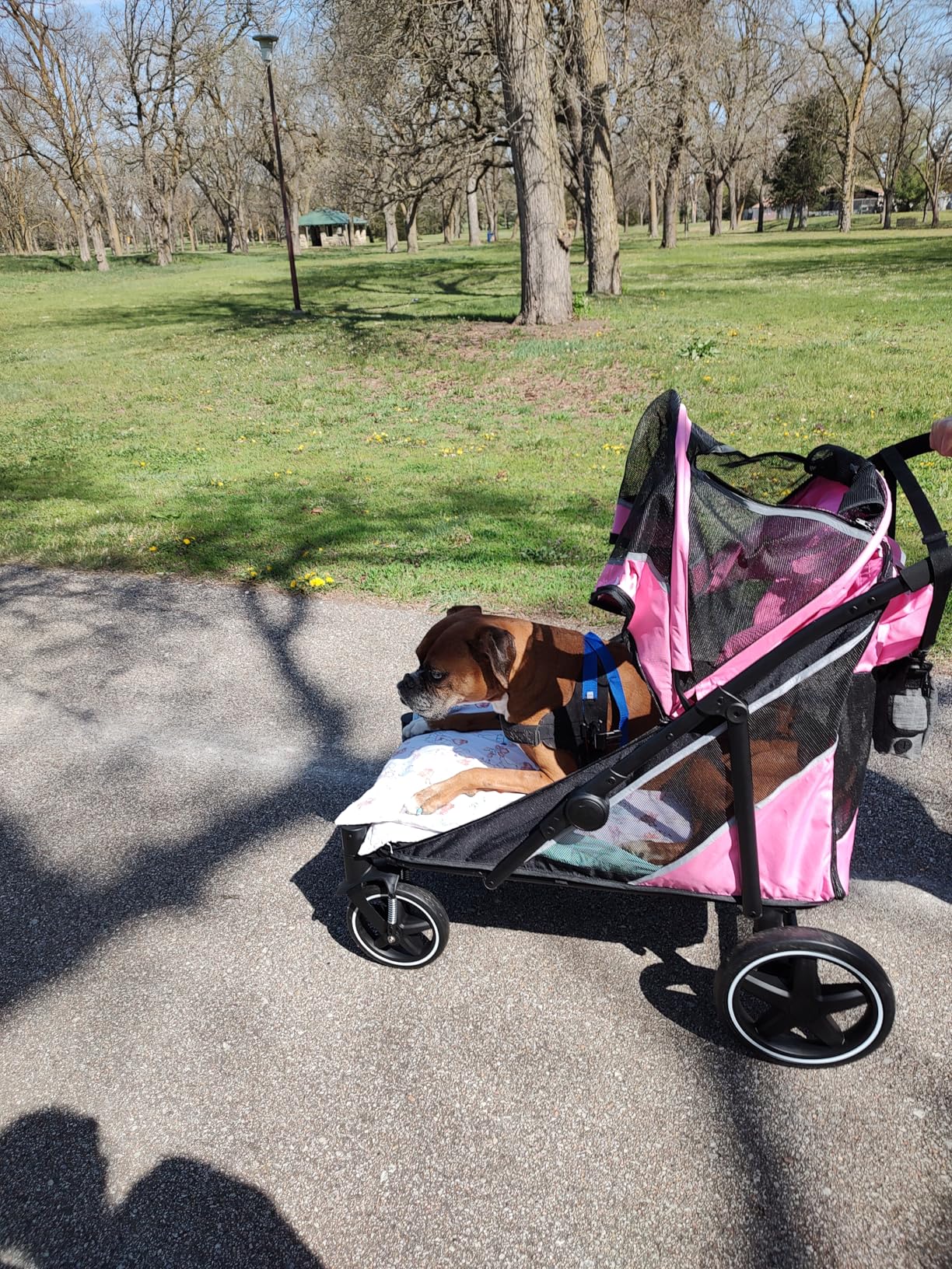 Petbobi Dog Stroller for Large & Medium Dogs - Easy Fold Dual Entry Pet Stroller with One-Foot Brake, All Terrain Wagon Cart with Air Mesh, Ideal for Large Senior Pets up to 80 lbs, Black customer photo 1