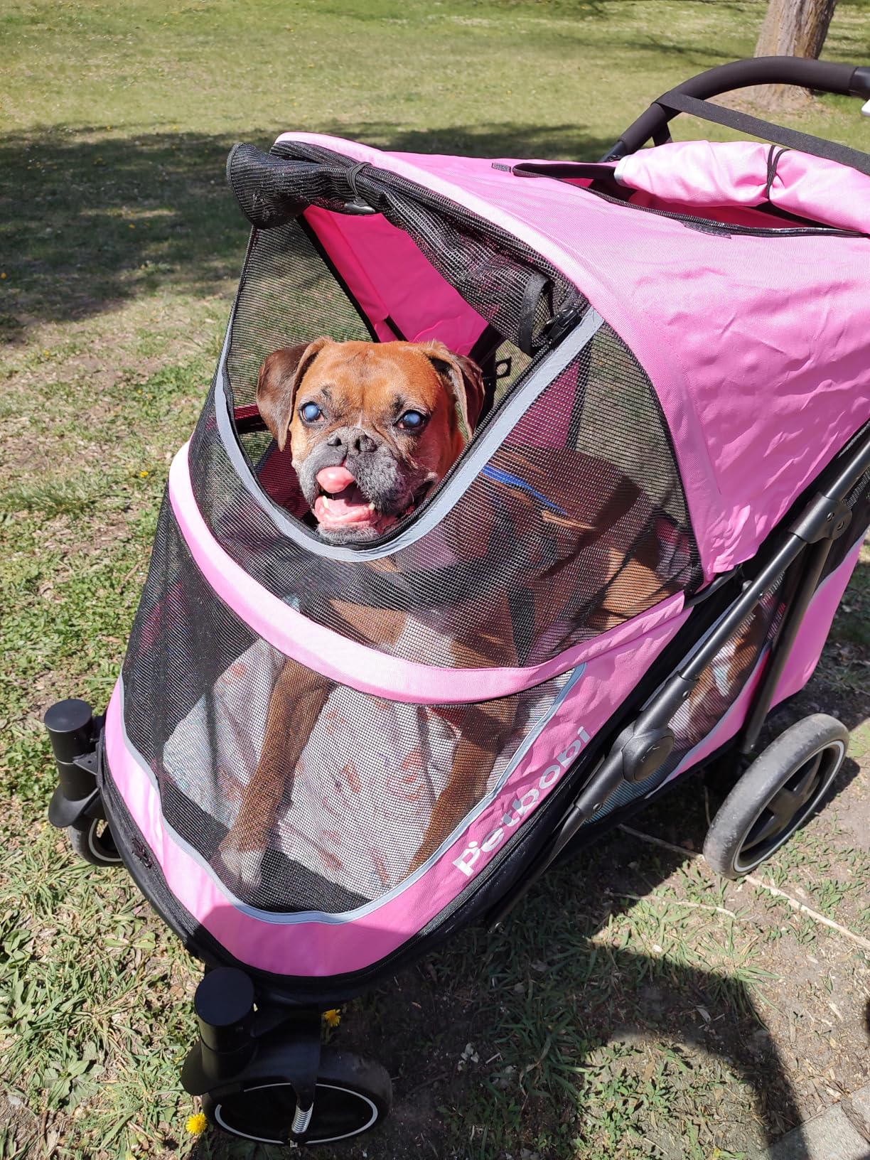 Petbobi Dog Stroller for Large & Medium Dogs - Easy Fold Dual Entry Pet Stroller with One-Foot Brake, All Terrain Wagon Cart with Air Mesh, Ideal for Large Senior Pets up to 80 lbs, Black customer photo 2