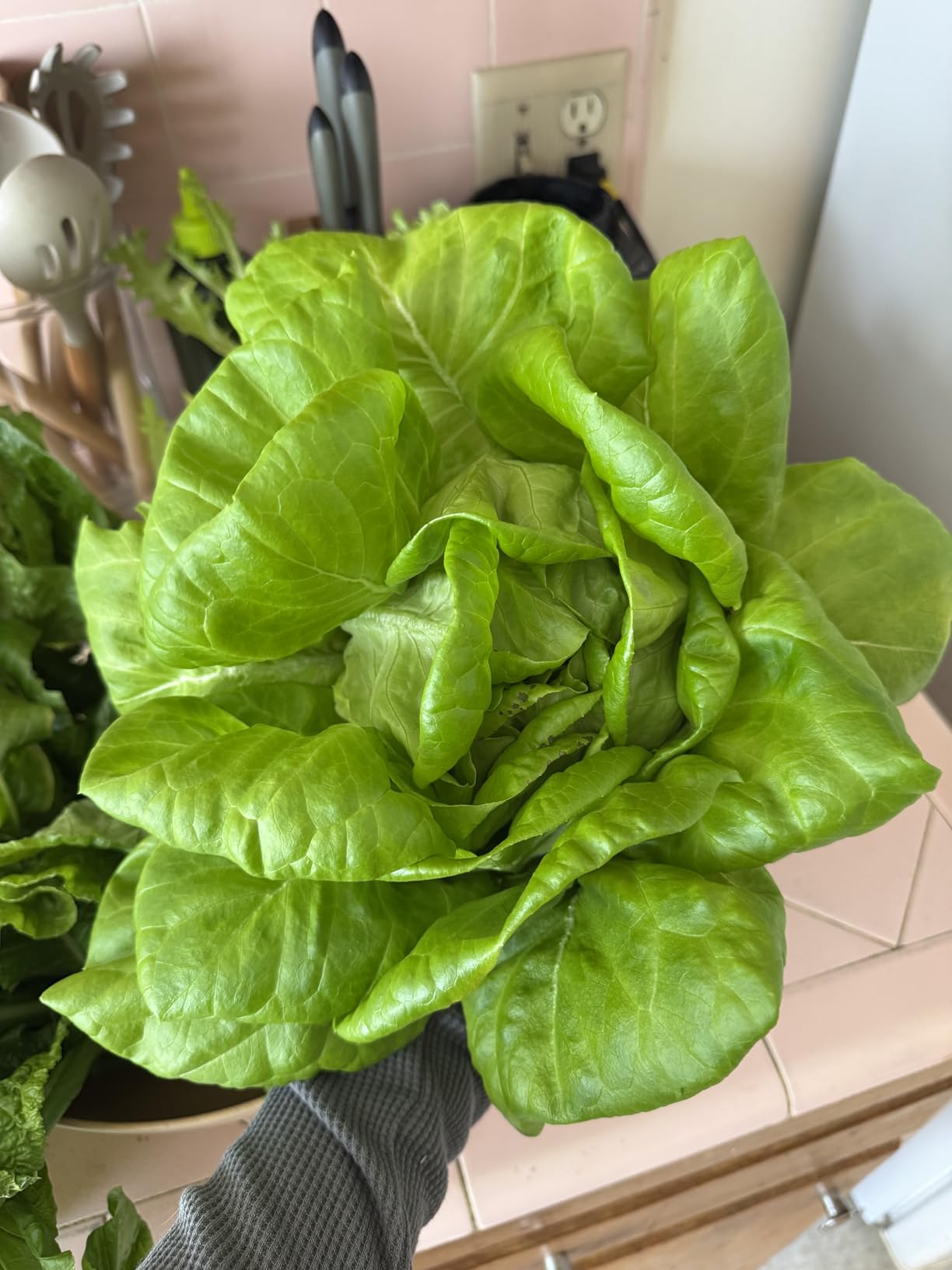 Lettuce Grow Farmstand Nook 4ft.7in Vertical Hydroponic Garden Tower - Self-Watering, Vertical Hydroponic Tower with LED Grow Lights, 20 Live Seedlings, Smart Timer - Indoor Vertical Growing Tower customer photo 1